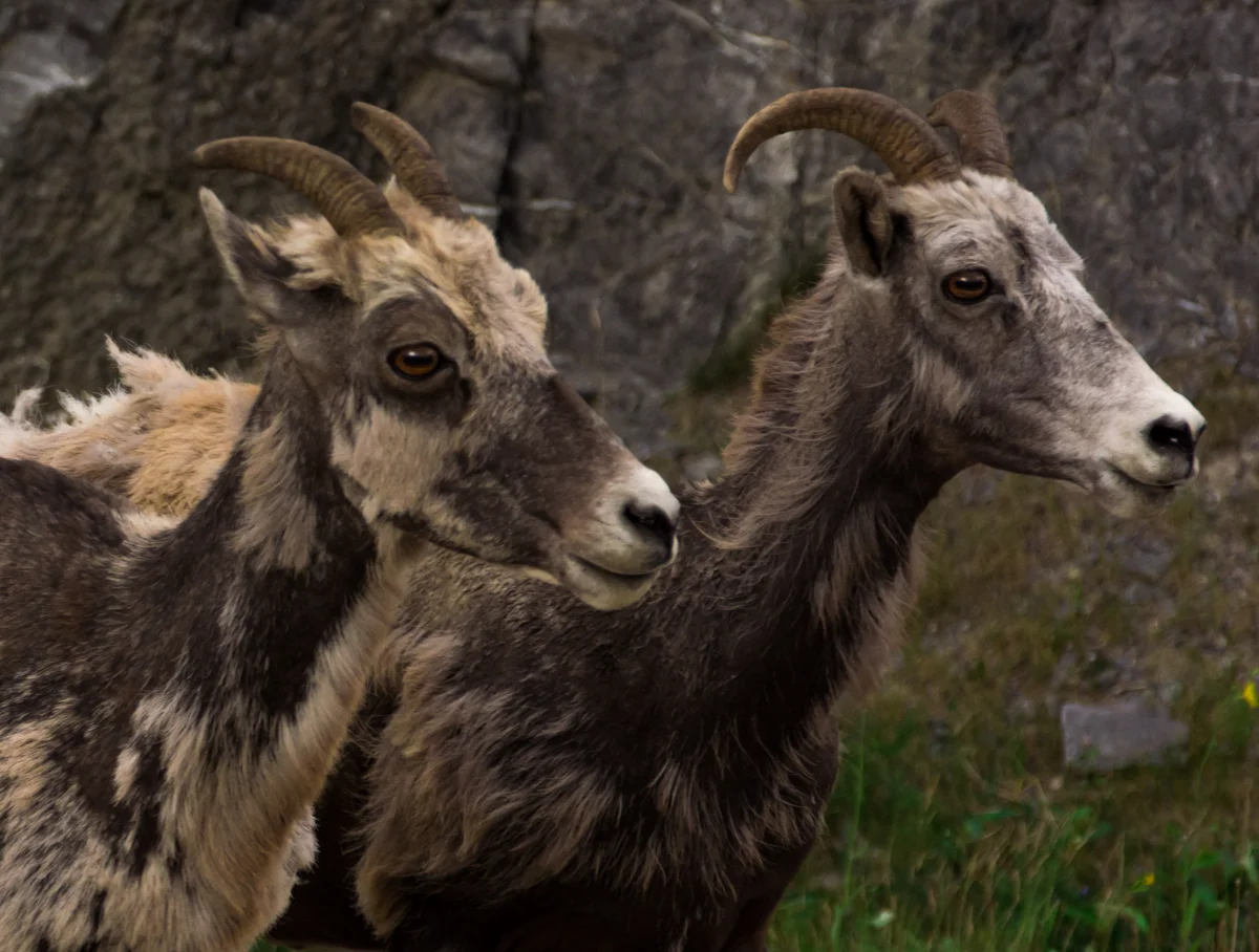 C&P of the Goats - Jasper National Park