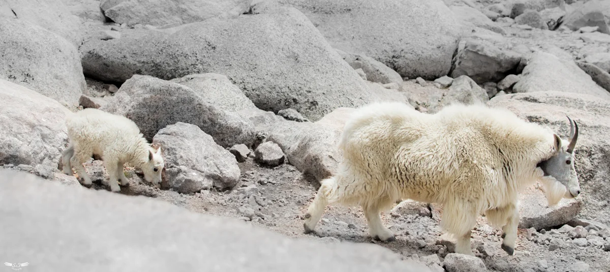 Mountain Goat - Mt. Evans 
