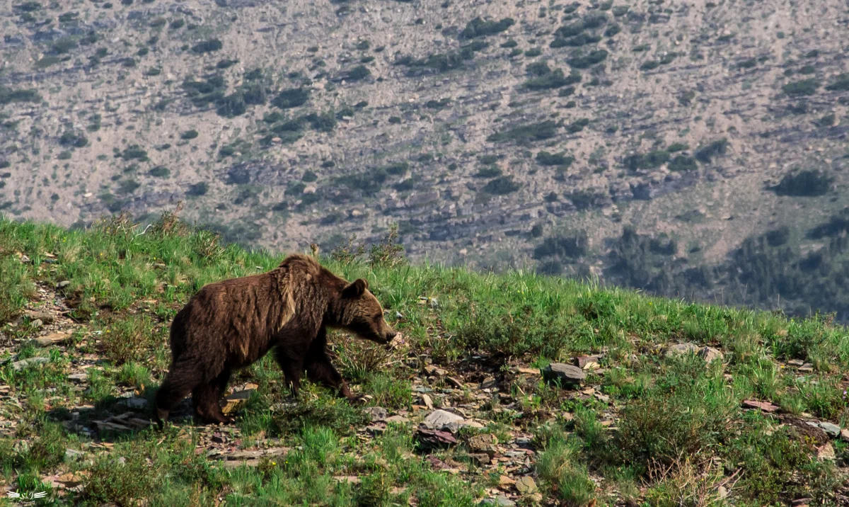Grizzly on the road