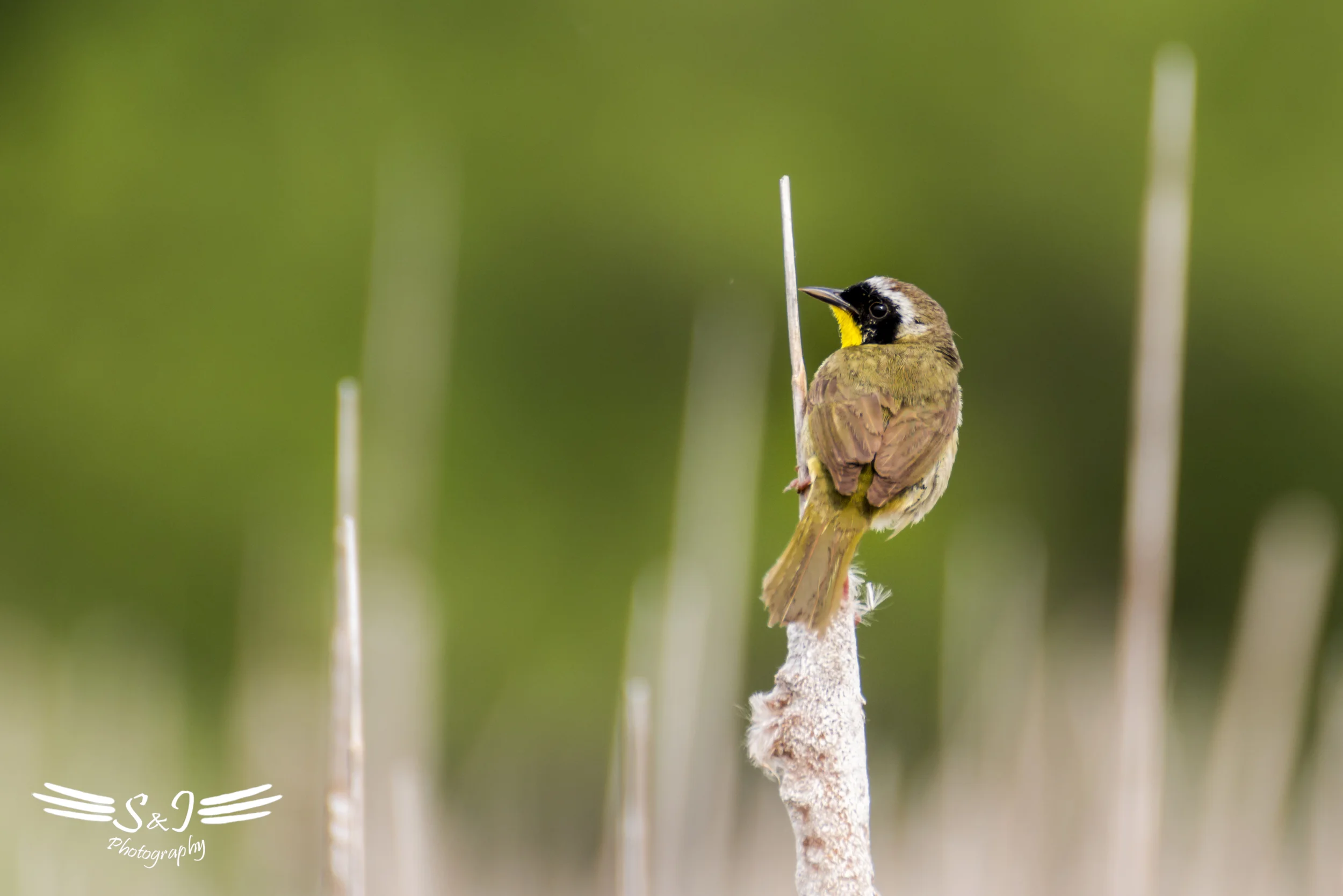 Tweety -  Point Pelee National Park