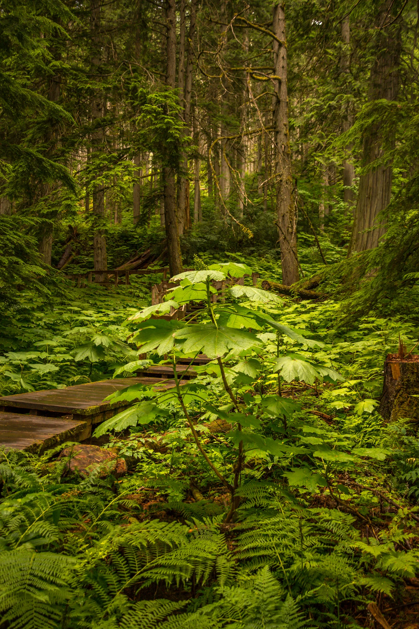 Forest of the Glaciers