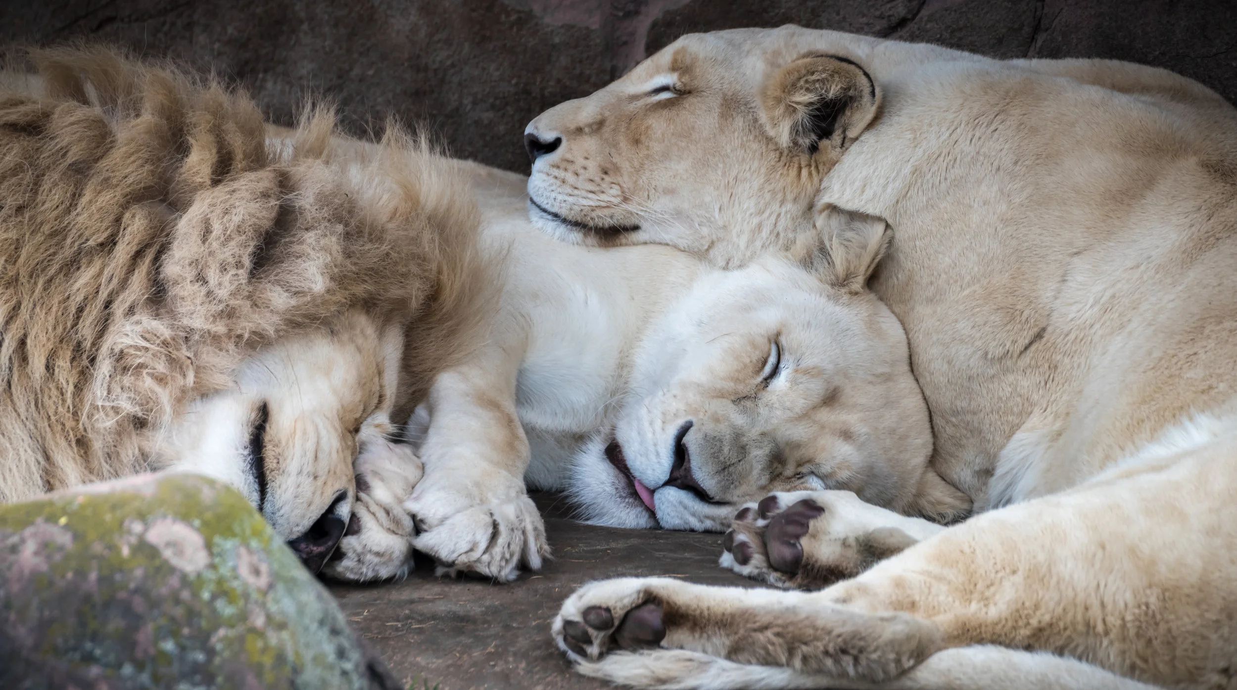 Zoo Oct29 2017-2.jpg