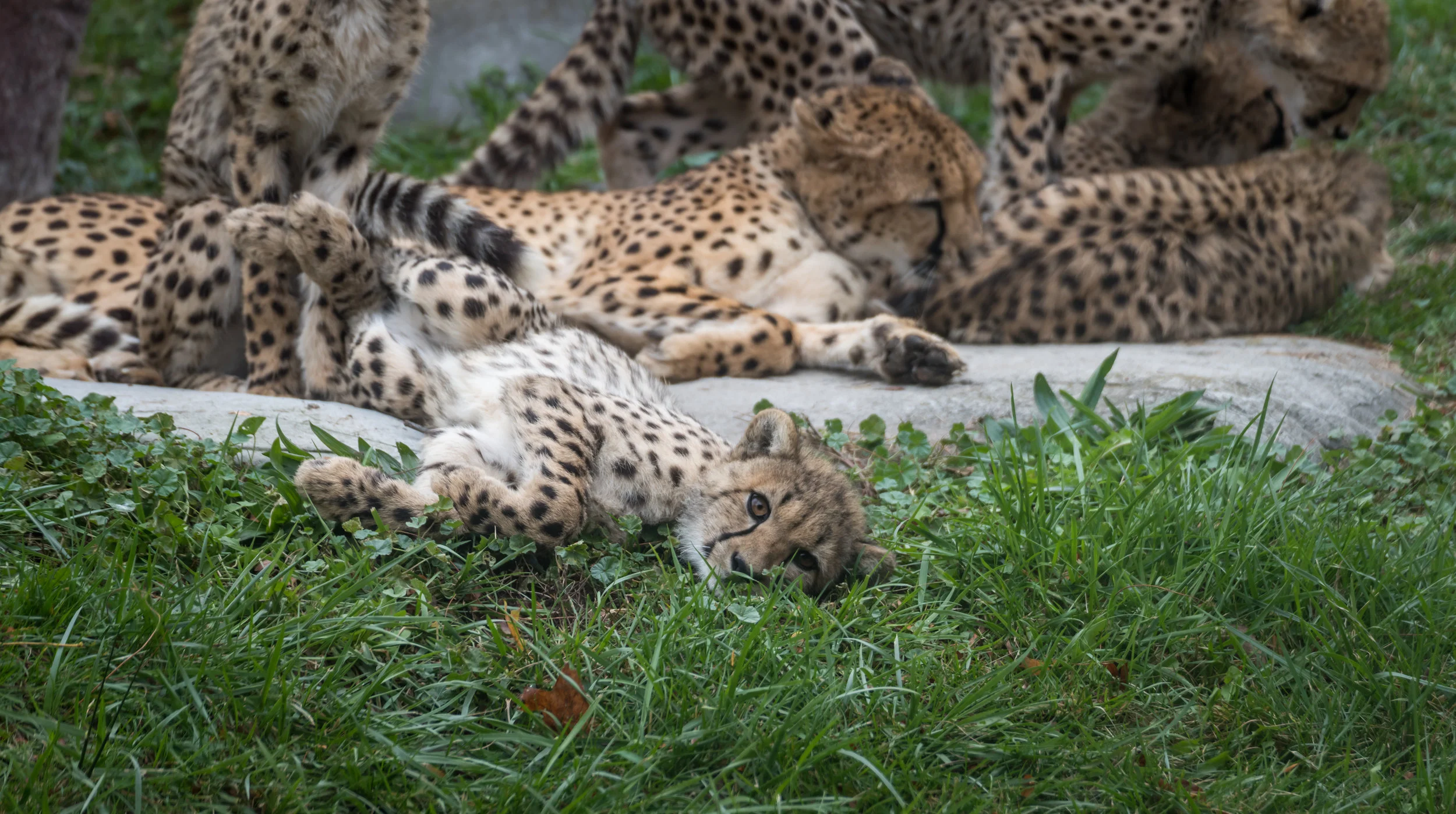 Zoo Oct29 2017-5.jpg