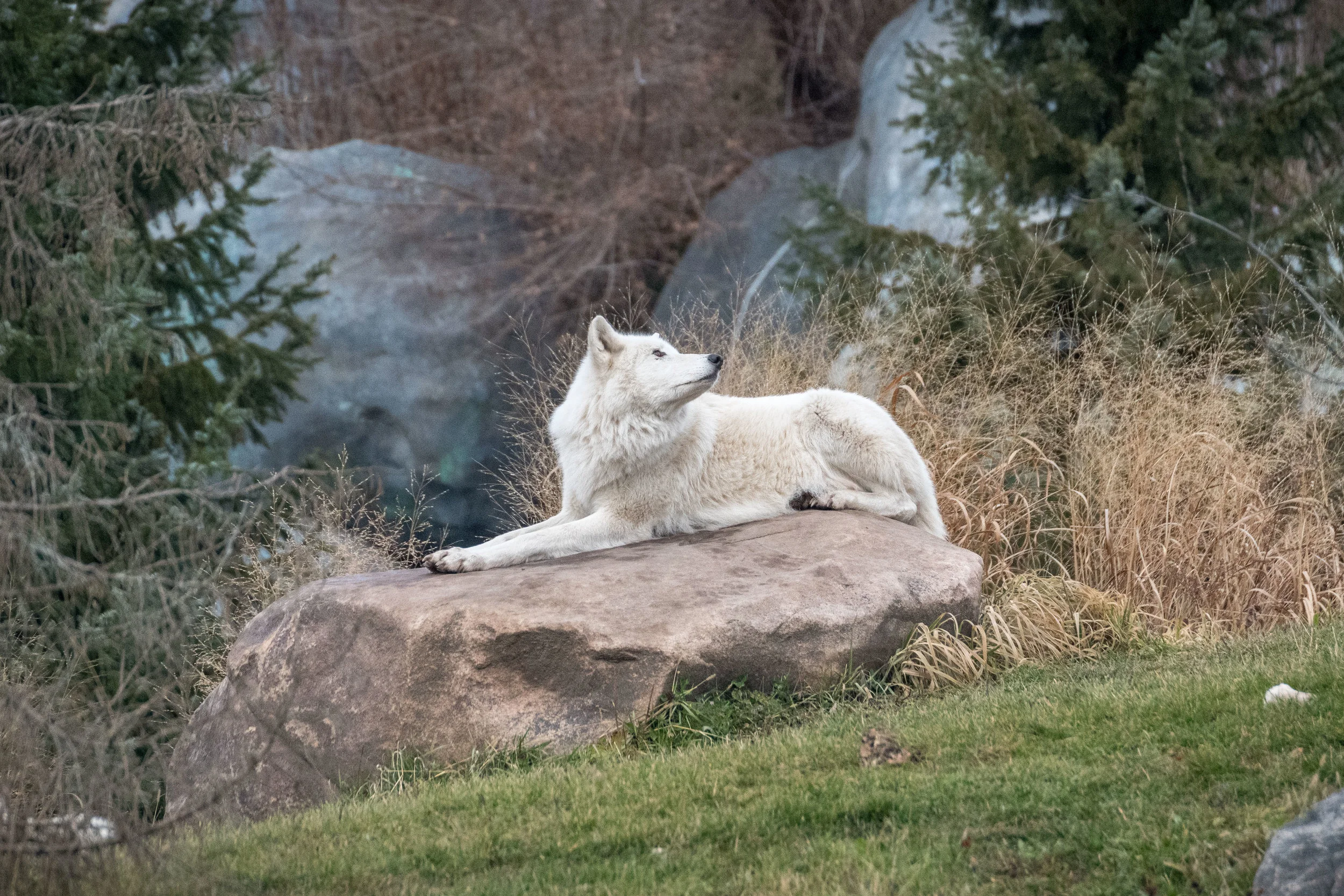 Zoo Dec2 2017-3.jpg