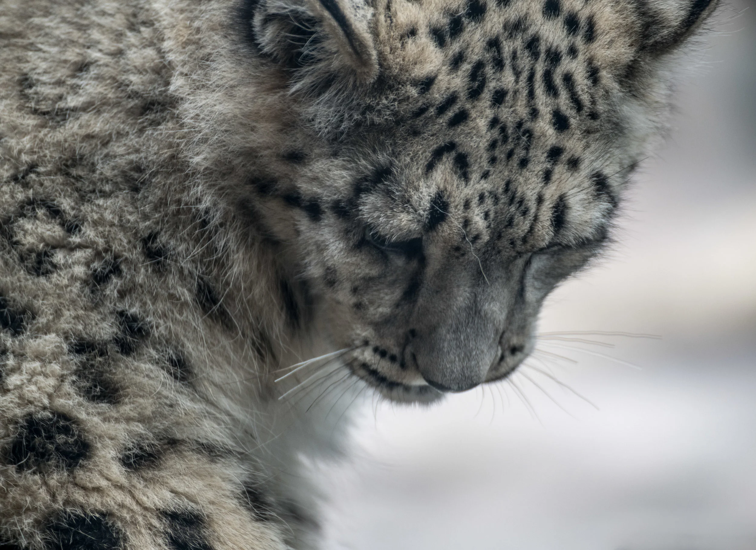 Zoo Dec2 2017-5.jpg
