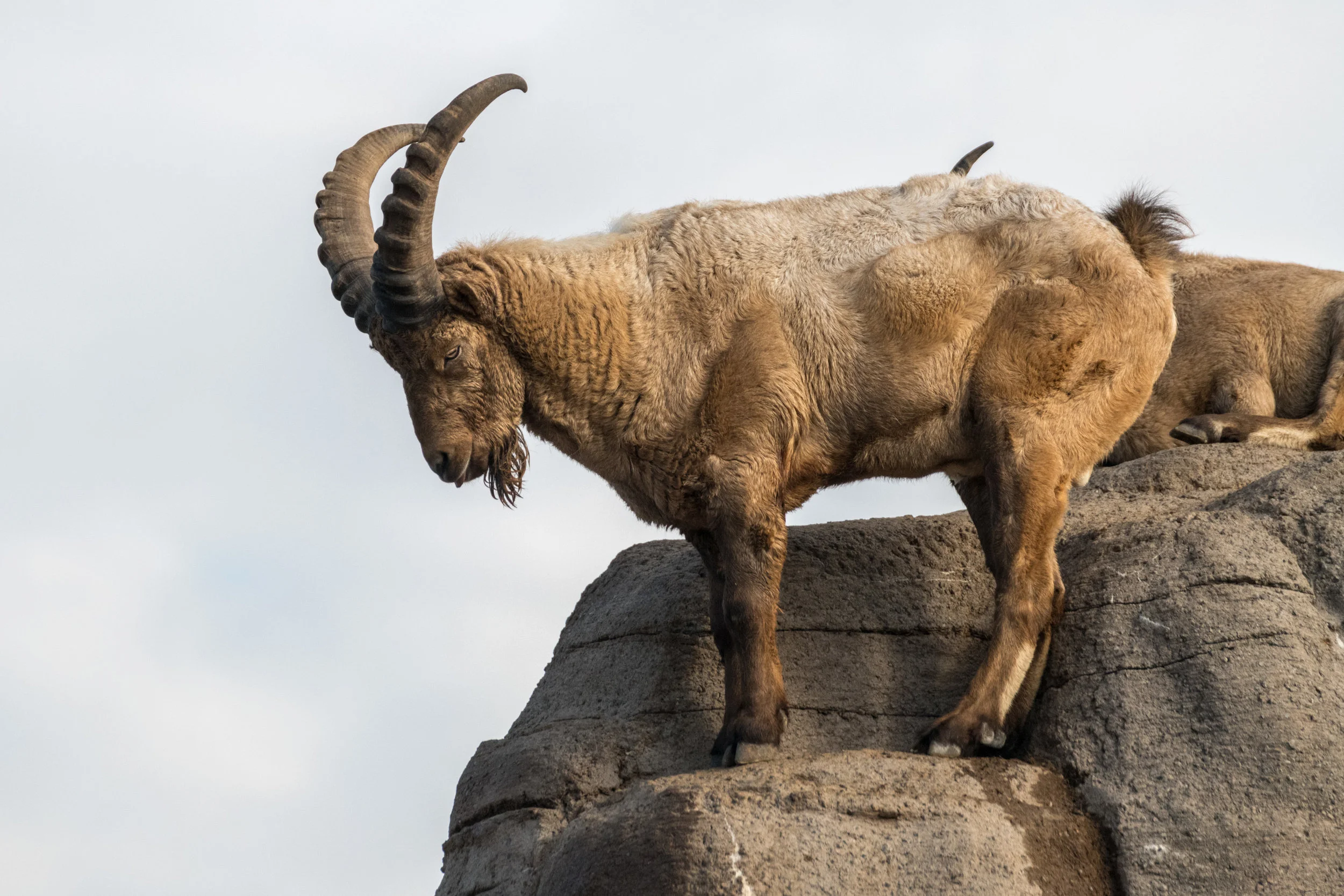Zoo Dec2 2017-6.jpg
