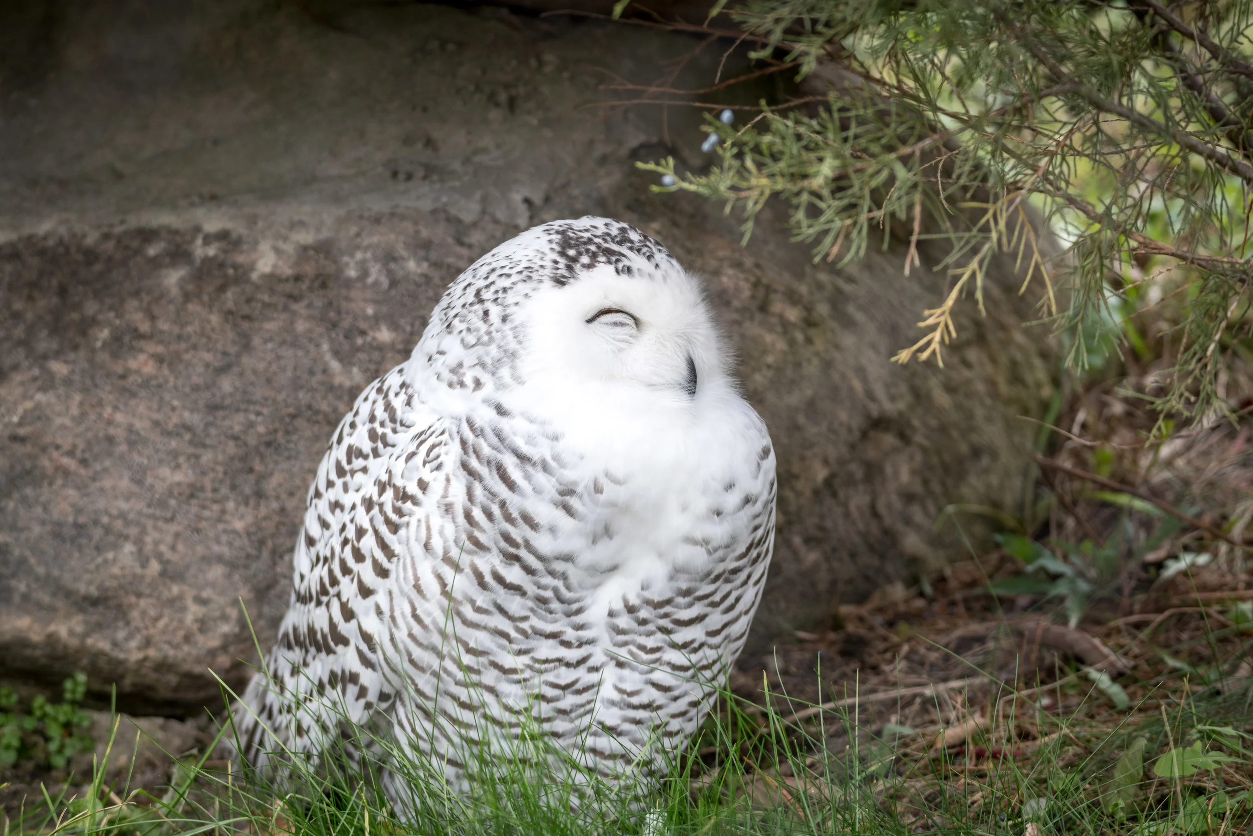 Zoo Dec1 2017.jpg