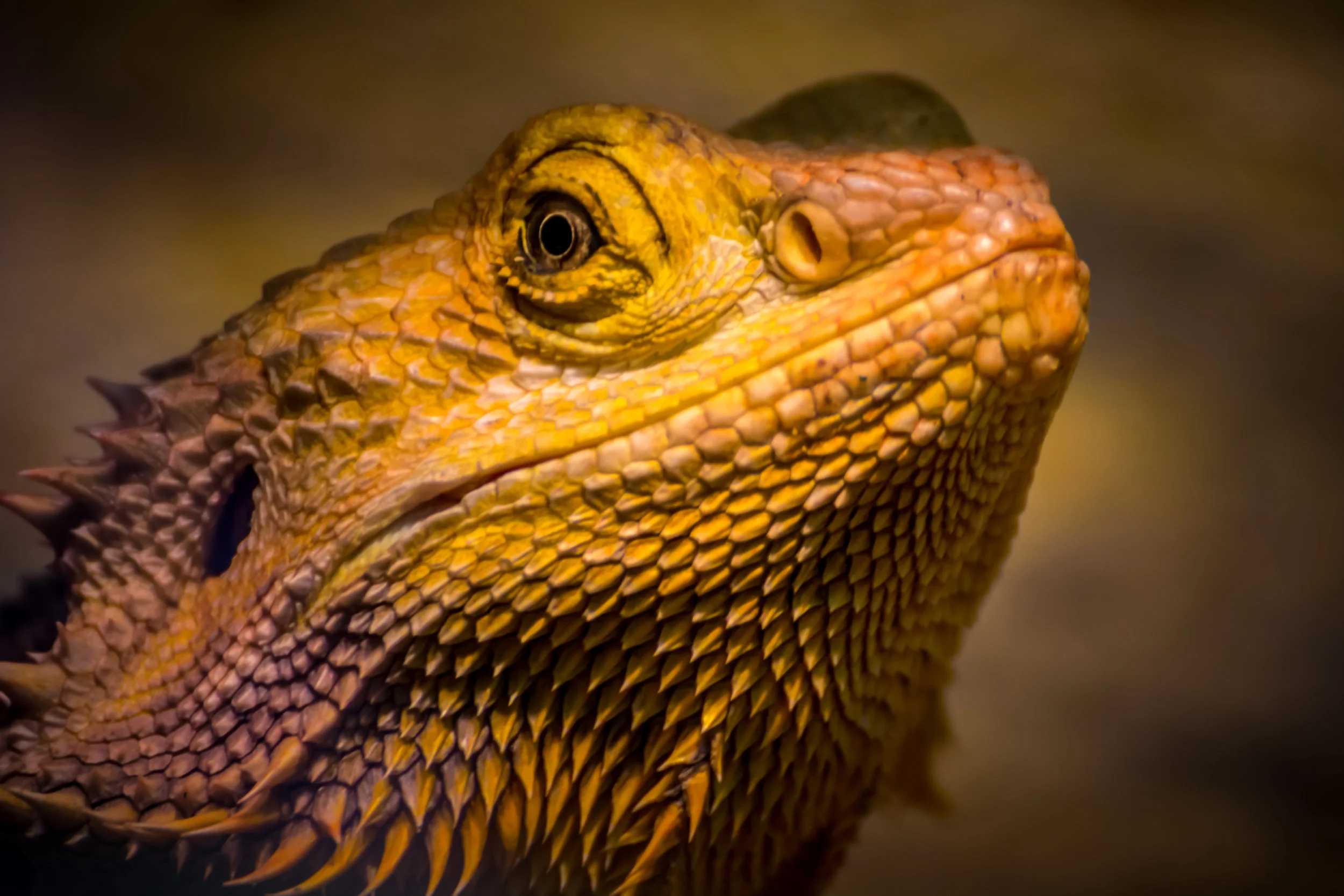 2017 Nov 6 Toronto Zoo-7.jpg