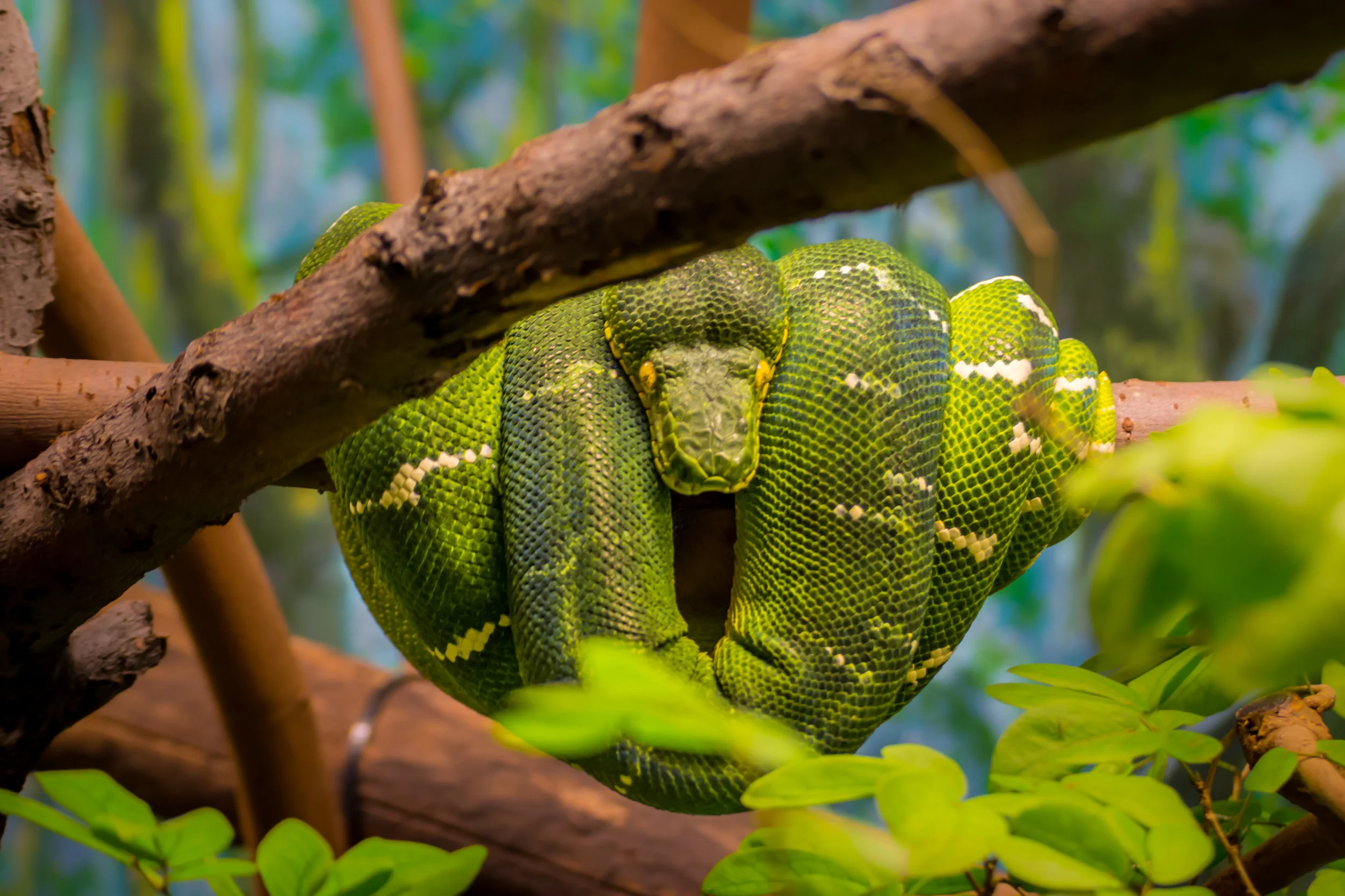 2017 Nov 6 Toronto Zoo-6.jpg