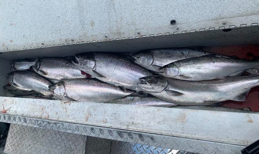 Landlock King Salmon Bite is Wide Open and Feather River Striper & Shad —  RH Guide Service