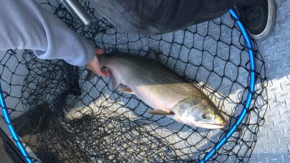 Sacramento River — Northern California Fishing & Hunting Reports — RH Guide  Service