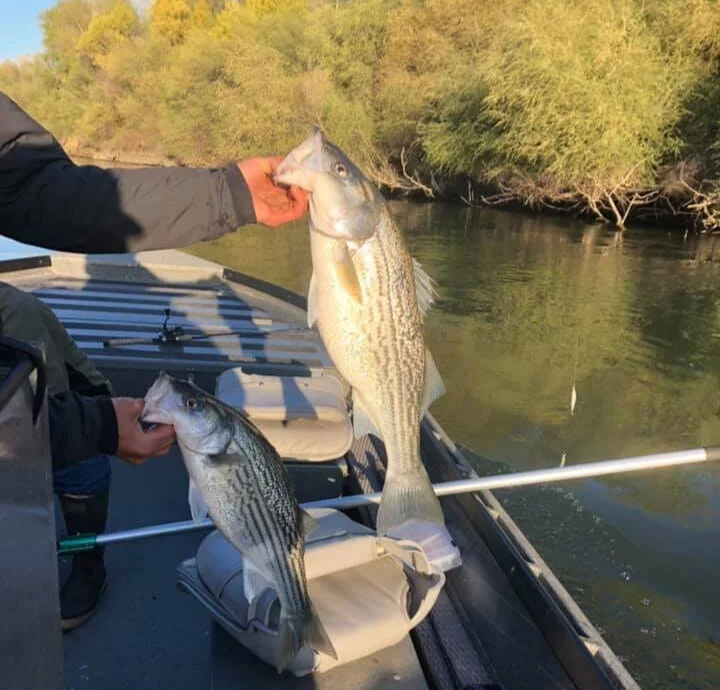Steady Fishing for Striped Bass, Sturgeon, and Rainbow Trout