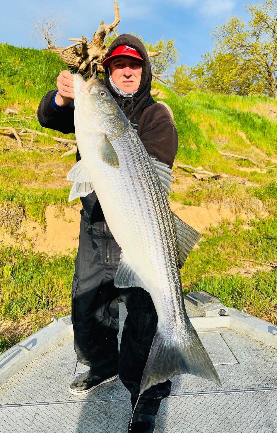 8 Scents to Attract Striped Bass - On The Water