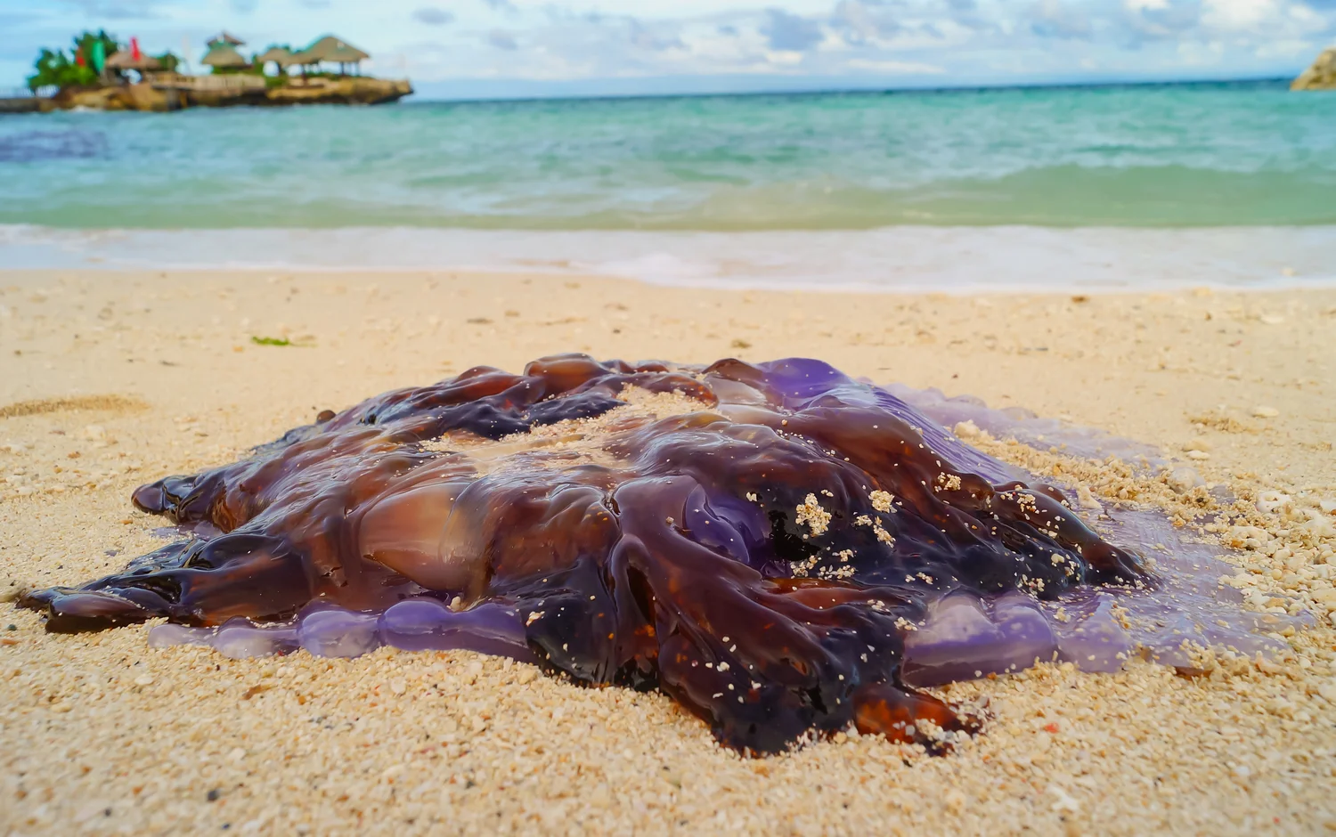 Jelly+Implode.jpg