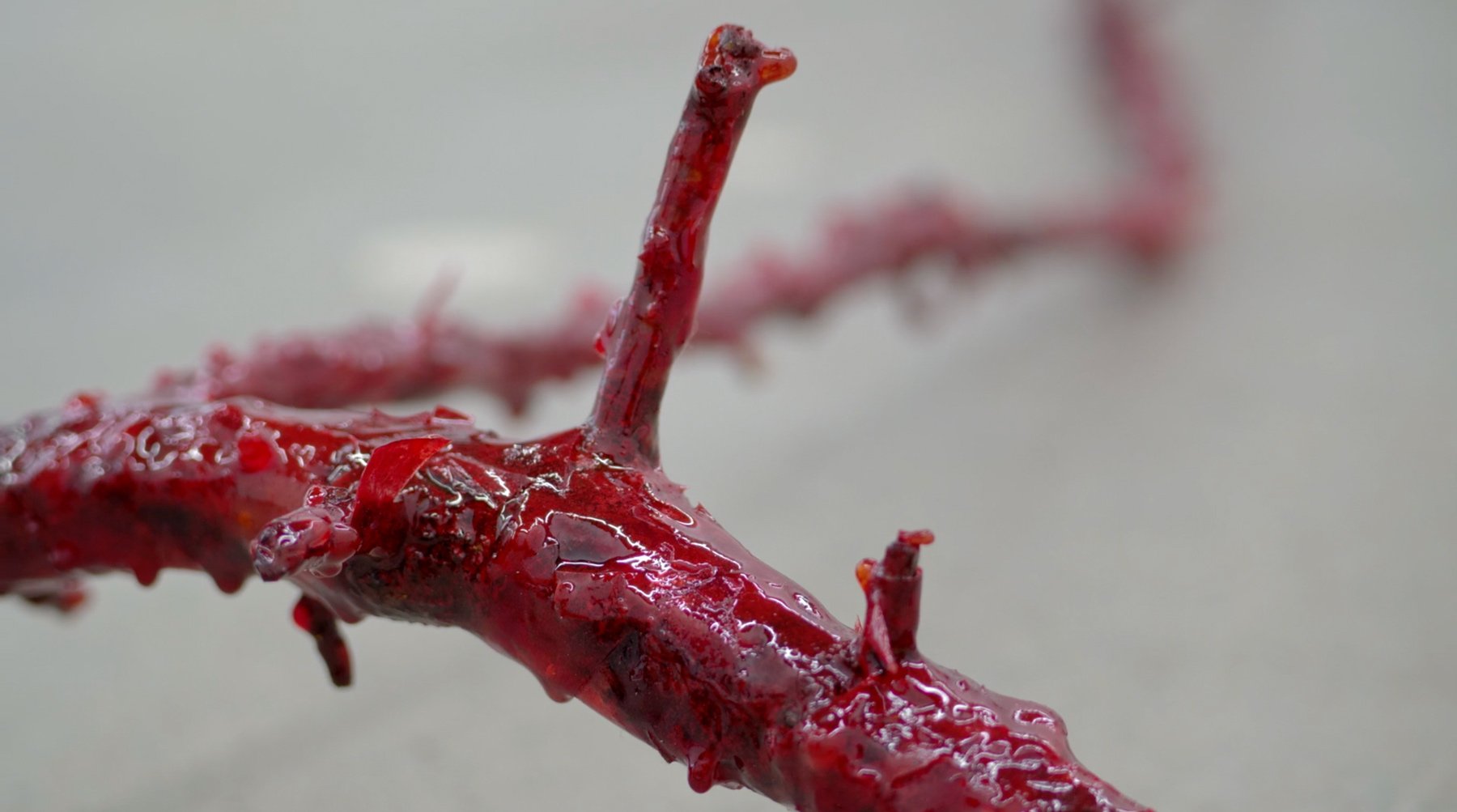  Swelter (detail,) found branch, cellophane and resin, 1300 x 500 x 550 