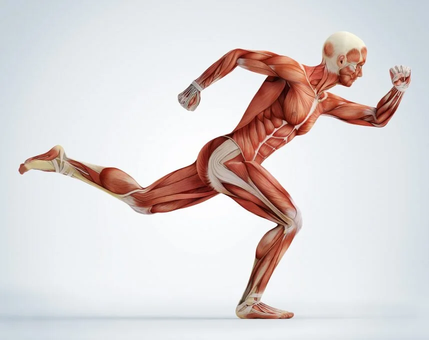 Collagen-in-Body-in-Motion-858x680.jpg