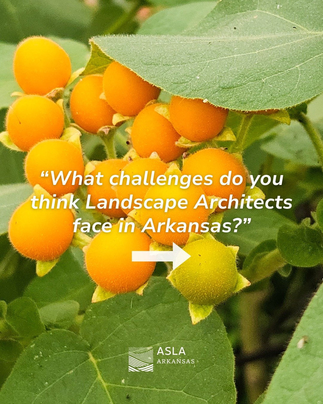We asked landscape architects across Arkansas to weigh in on the biggest challenges in the profession.

💬 Drop your perspective below or message us to be part of a future feature.