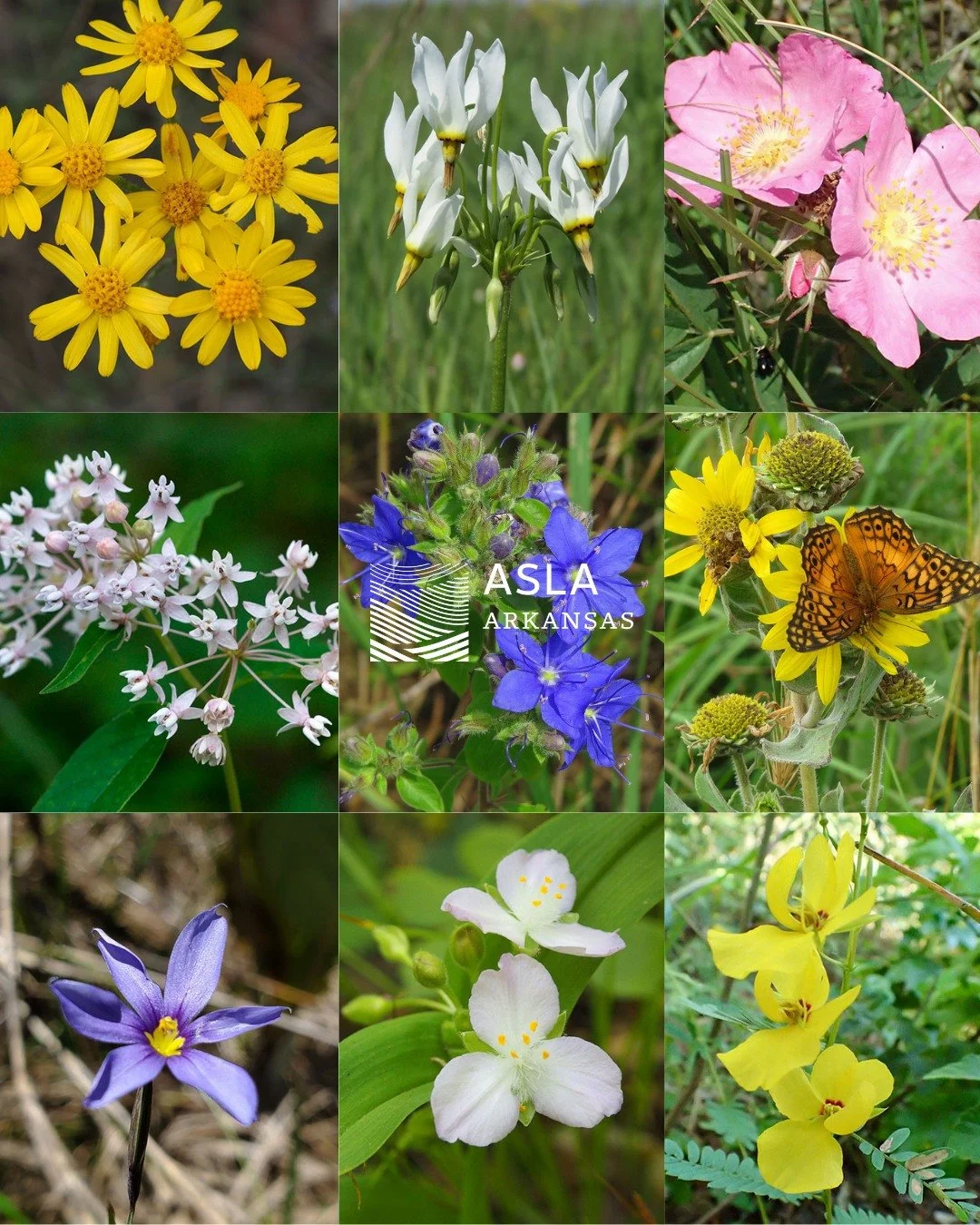 Arkansas in bloom 🌼

In celebration of World Landscape Architecture Month, we are highlighting the native plants and wildflowers that define Arkansas&rsquo;s landscapes. From seasonal color to critical habitat, these species do more than look beauti