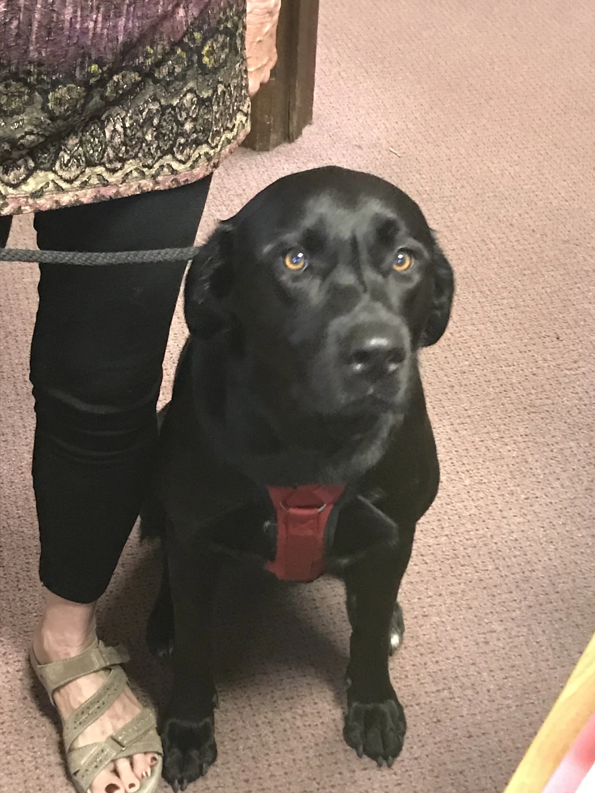 Marley, FPC's Therapy Dog