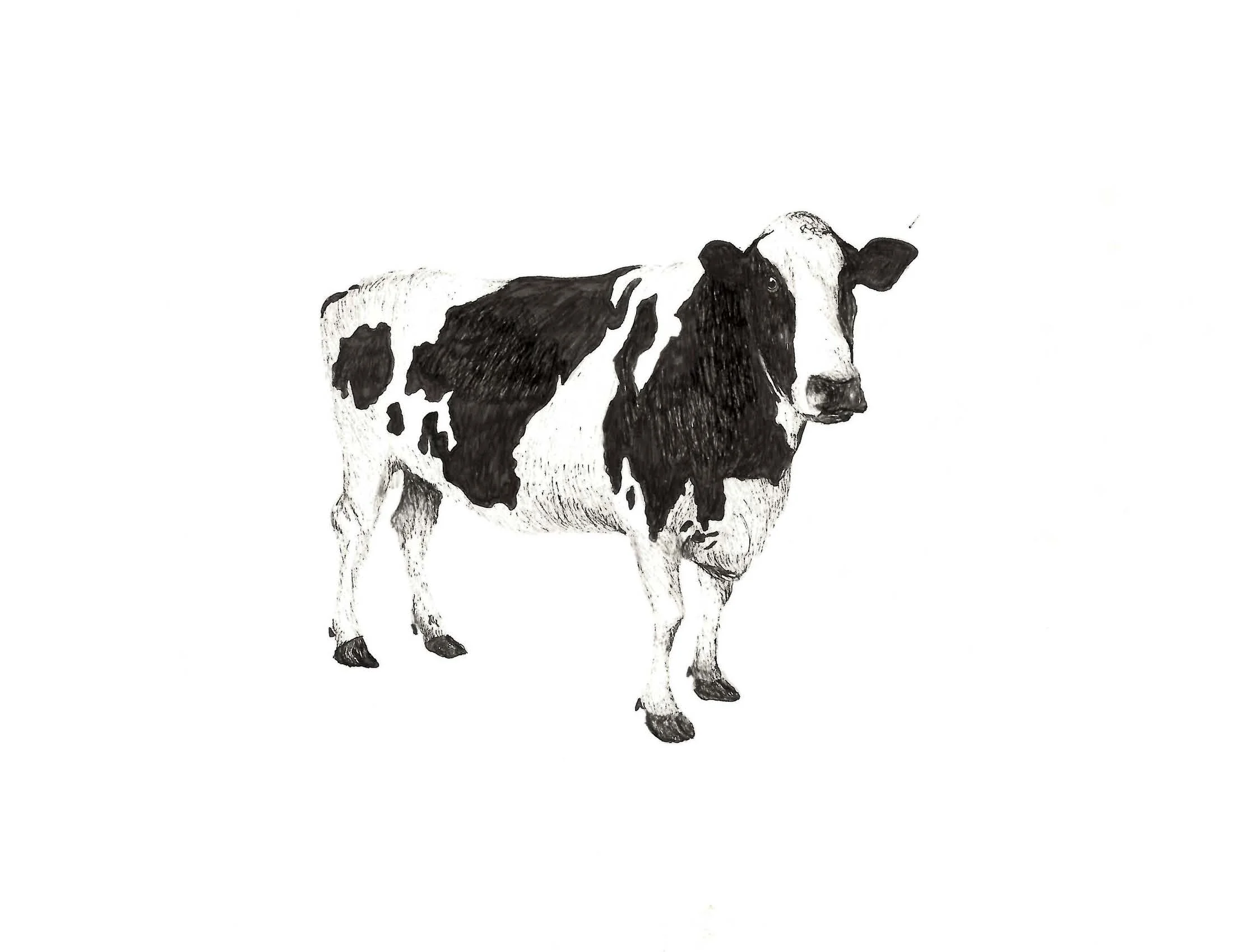 Cow, 8.5" x 11" pen on paper 2010
