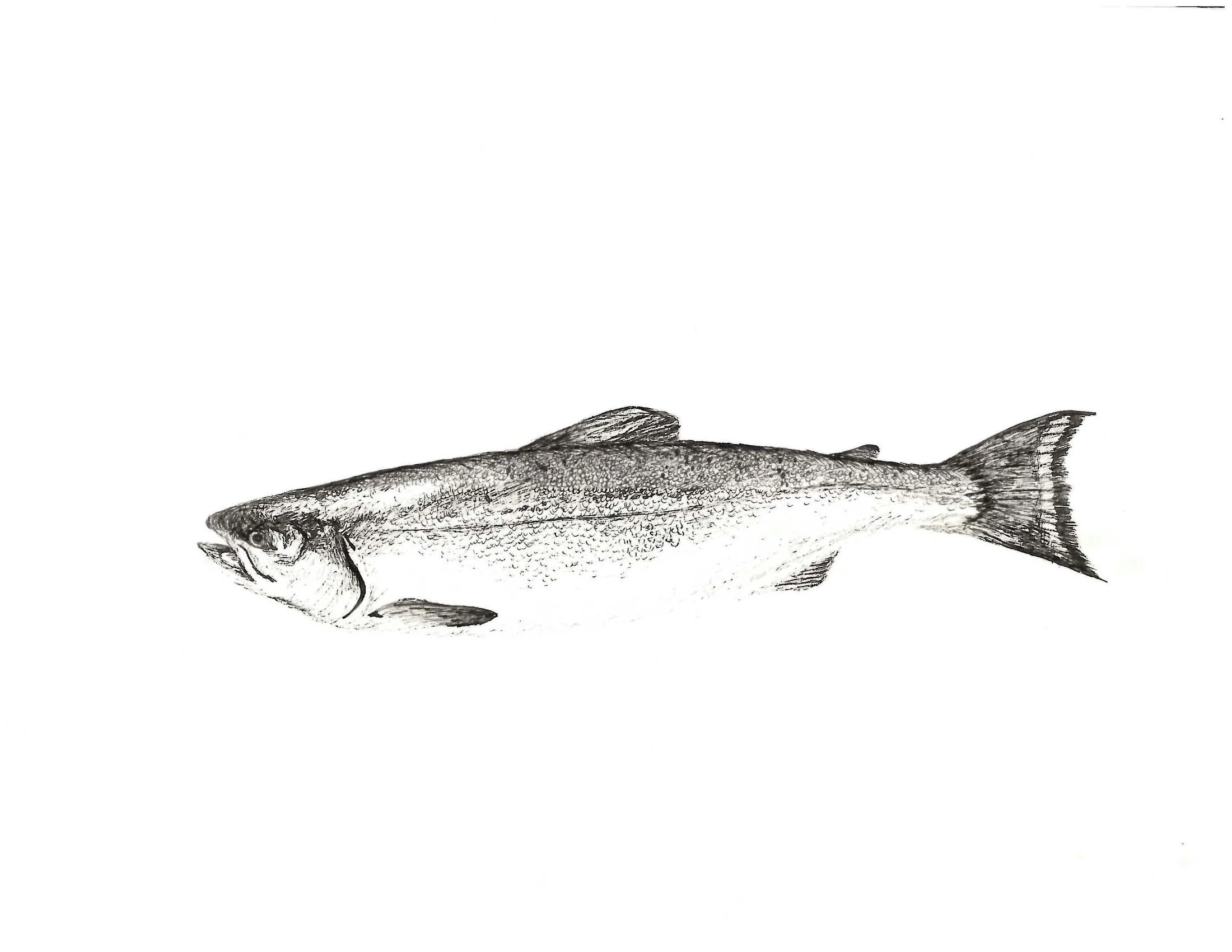 Fish, 8.5" x 11" pen on paper 2010