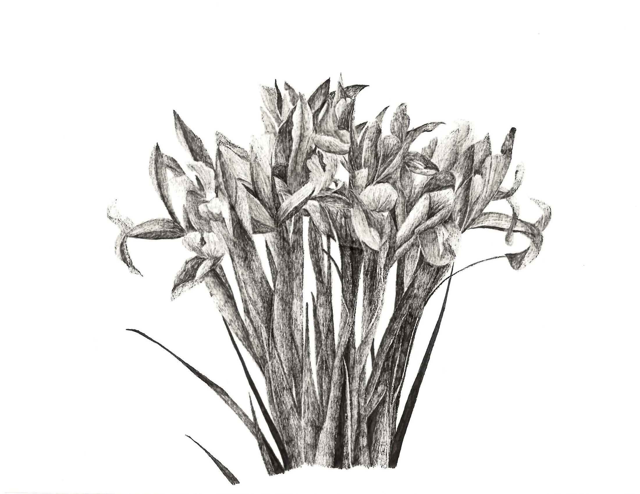 Iris, 8.5" x 11" pen on paper 2010