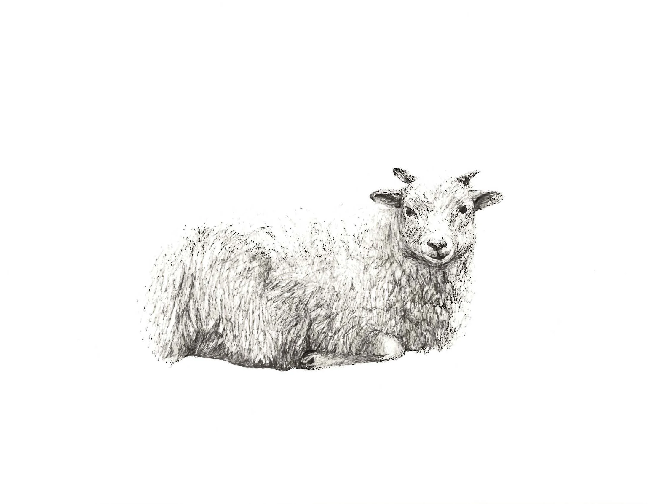 Lamb, 8.5" x 11" pen on paper 2010
