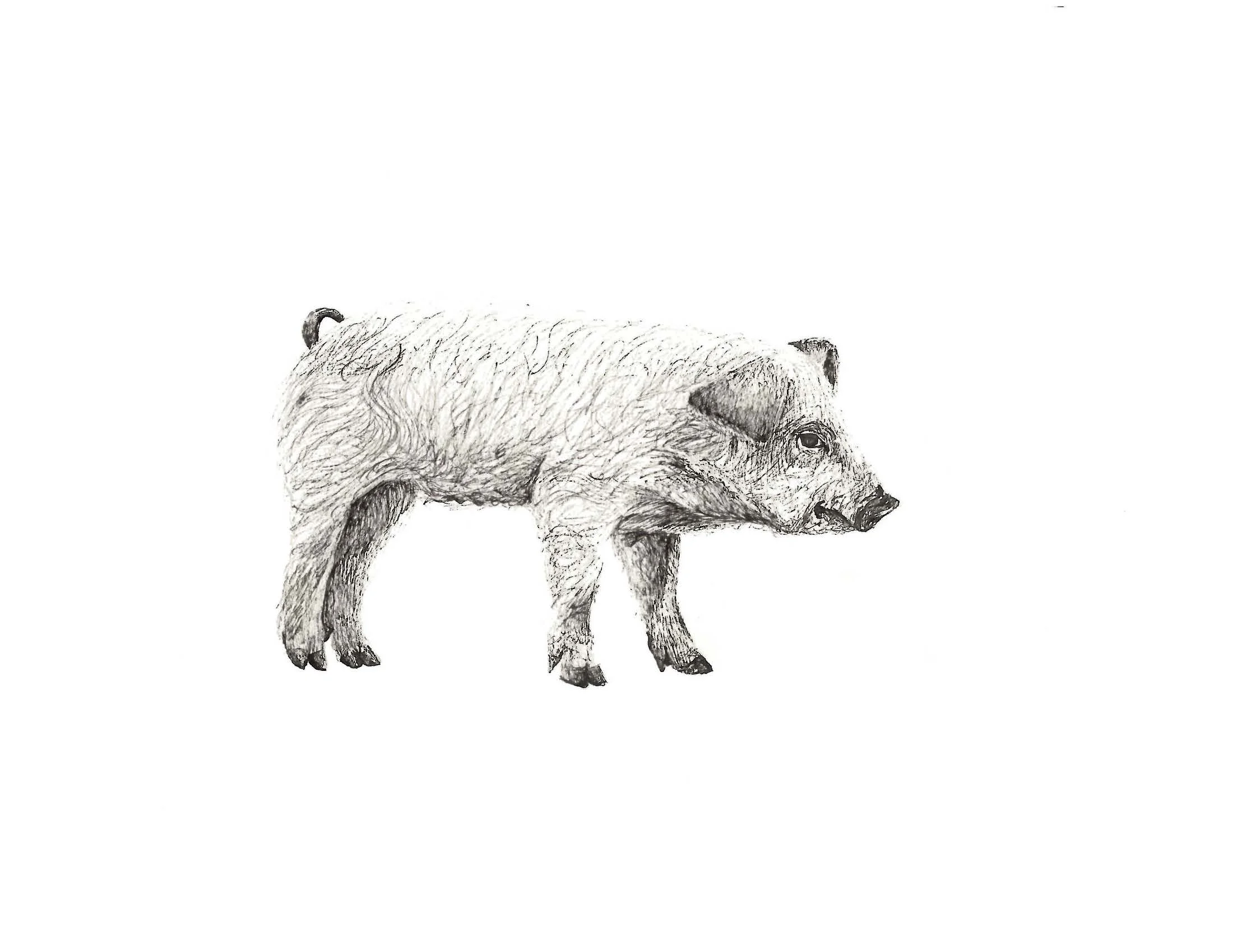 Pig, 8.5" x 11" pen on paper 2010