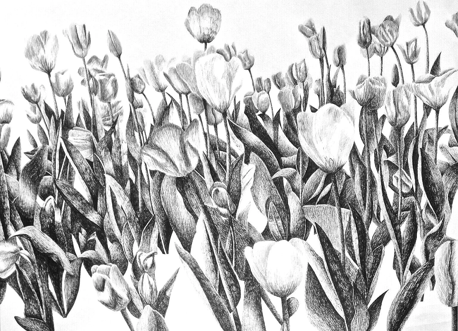 Spring, 24 x 18 inches, pen on paper 2015