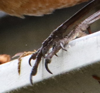 Just look at the details in the toes!