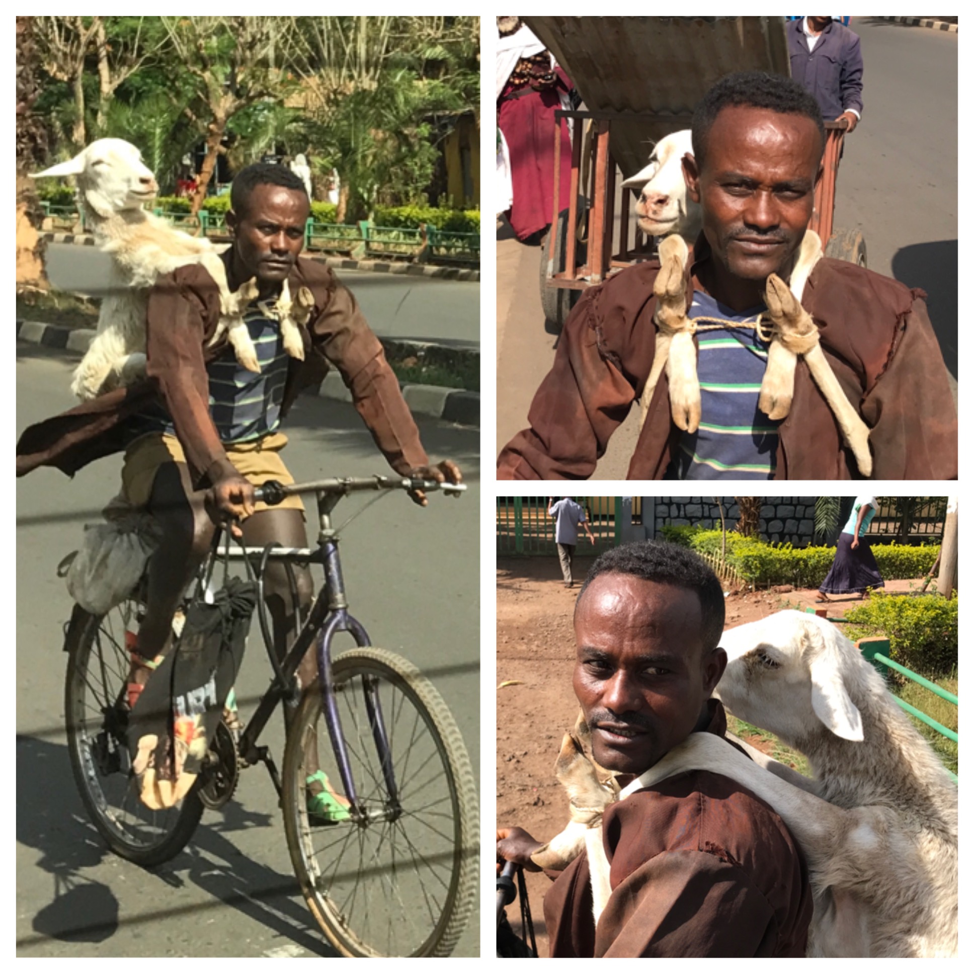 We were driving down the road in Bahir Dar Ethiopia when we came upon a man wearing a white backpack. Quickly, we realized it was not a backpack, but a sheep. The sheep's legs and been tied together in such a way that he could wear it like a backpack. The look on the sheep's face as we passed him, made us think the sheep might actually be having fun. The look on the man's face initially told us he was not. We asked our driver to stop. I got out of the van and asked the man if I could take his picture. he posed. A small smile emerged on his face. The sheep peered around from behind the man. The sheep did not make a sound. It did not struggle. I wonder if it knew what we knew. That sheep was not being taken on a pleasure journey. He had been invited to dinner, in fact to be dinner. It was a strange moment. We thought of the moment often while we were in Ethiopia. It made us laugh. It also made us so aware of how different our worlds are. I have never seen someone wearing their dinner as they rode down the street in Athens (or for that matter anywhere else I have ever traveled). I felt sorry for the sheep. It did not look comfortable. There is almost no refrigeration in Ethiopia, because there is uneven and sporadic power in Ethiopia. They live more day to day than we do. They prepare food for the day. They understand "daily bread." I never return to the U.S. without being incredibly grateful that I won the geographic lottery and was born in this imperfect, but amazing country. We have so much. We are not nearly grateful enough. Clean water, refrigeration, adequate food supply, air-conditioning, social services, infrastructure, flushing toilets, toilet paper, consistent power, representative democracy, a free market, low corruption, way less bureaucracy, education, opportunity, and hope. I was amused by some of the things we saw, and grieved by much of what I saw. I saw people miles out of a remote city that likely will never have any opportunity for education or advancement. They will be subsistence farmers eking out an existence hacking away at a rock strewn field. The area is 95% non-Christian. We met some pastors who are trying to reach them for Christ. These pastors have almost nothing, but they have the Gospel, their passion and love for the people of Ethiopia and the Spirit of God. I return with a bigger prayer list. Jesus, the Bible says, "took up our pain and bore our suffering, ...he was pierced for our transgressions, he was crushed for our iniquities; ...was oppressed and afflicted, yet he did not open his mouth; he was led like a lamb to the slaughter, and as a sheep before its shearers is silent, so he did not open his mouth. Isaiah 53: 4-7. Jesus takes up the suffering of the world and carries it in his own body that everyone might know of his love.