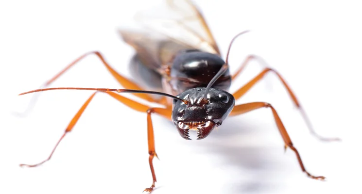 P6-Featured-ant.jpg
