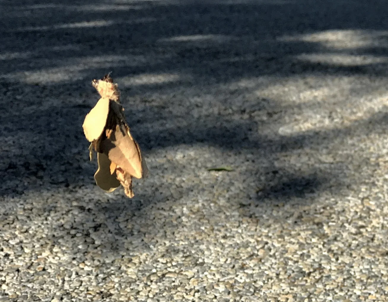 As I drove up to the stop sign, the leaf fell from the tree. Except it did not fall all the way to the ground. It stopped about 18 inches above the asphalt and then began to spin in the wind. I parked my car and went back to take a closer look. At first I thought it was a leaf caught in a spider web, but then on inspection saw that it was leaves. They were bound together. In the middle was a caterpillar of some sort. His head was sticking out of the top. Well it might not have been its head. I think the slender thread was coming out of that area. The whole top portion writhed in a very creepy way. I watched as it spun and drifted in the wind. The next car that came through, would not likely see it. Its next destination was going to be a bumper. I headed back to my car thinking of this dive bombing bug. It launched itself out of a tree expecting to find-freedom or a better tree? I'm not sure at all why this pathway was going to produce anything for the worm except heartache. He should have just stayed in the tree. It was full of leaves. It is a big tree. There was room for him and many more. It is the way of many of us. We decided to reject the way we know in favor of the unknown. We trade the values we were given as children for the values of our society. We ignore the advice of wisdom for the advice of untested peers. I have seen people trade in relationships of love for the hypothetical greener grass. Don't get blown around by the wind and end up squashed on the street. Hold on to what is true.