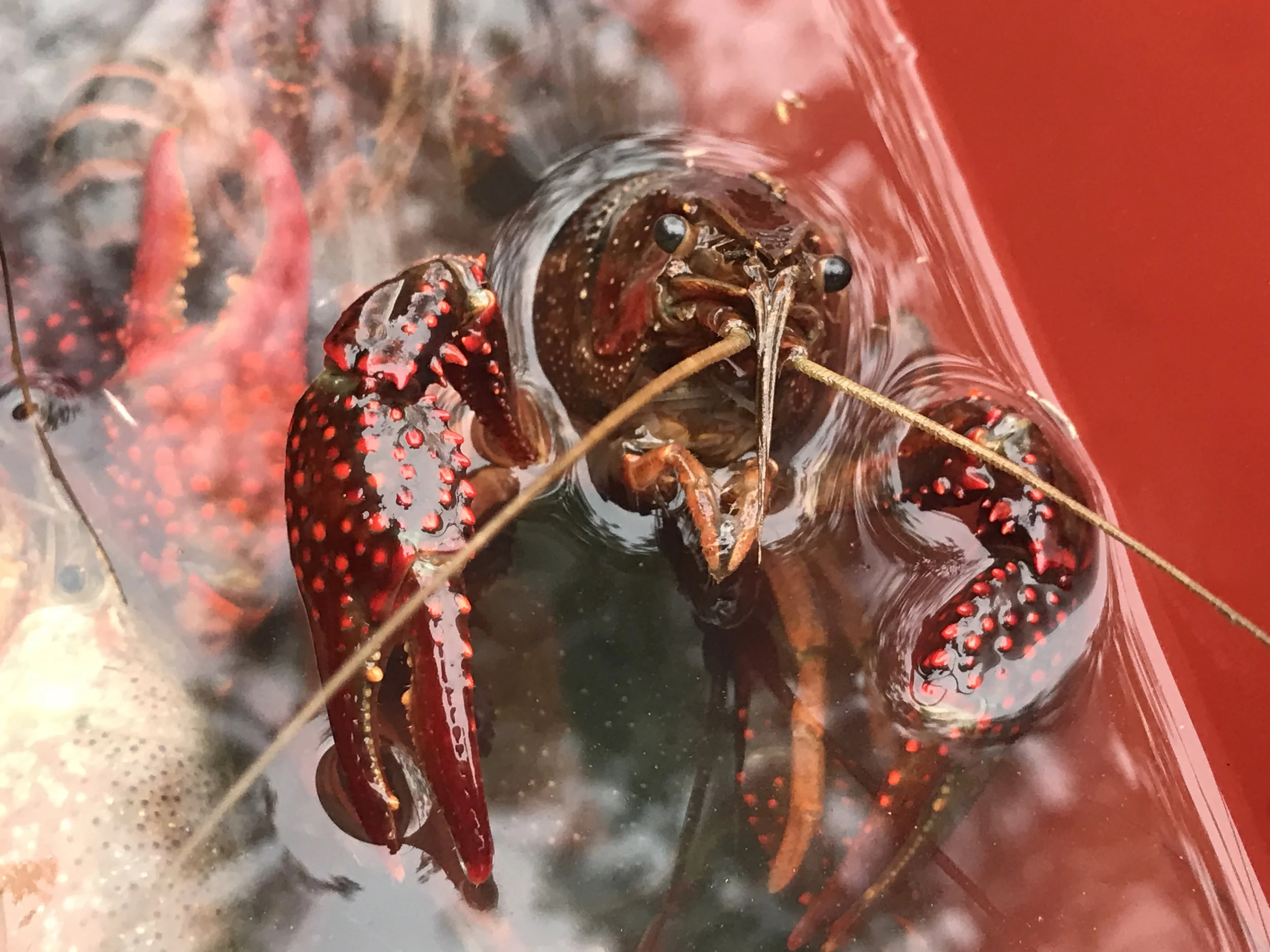 crawfish.jpg