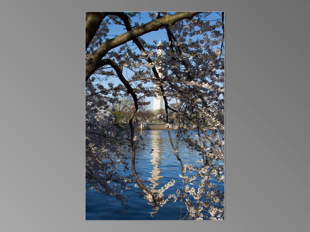 Cherry Blossoms 2015_Page_08.jpg