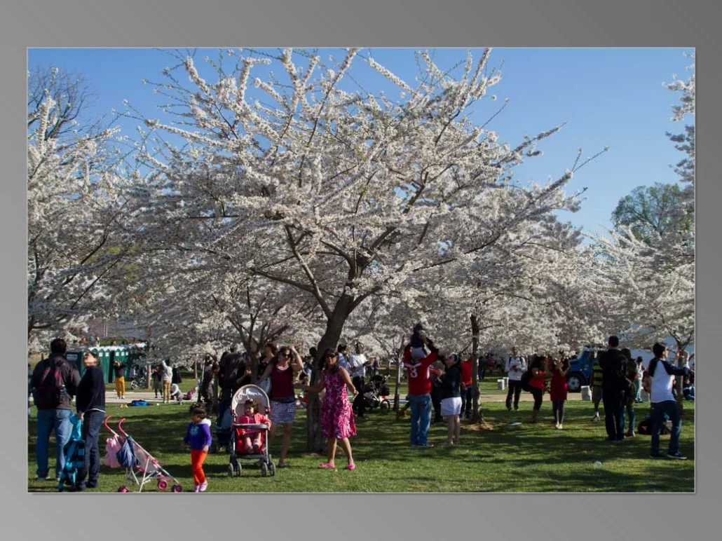 Cherry Blossoms 2015_Page_01.jpg