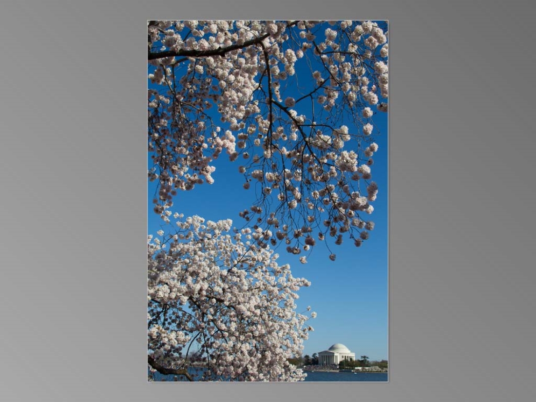 Cherry Blossoms 2015_Page_10.jpg