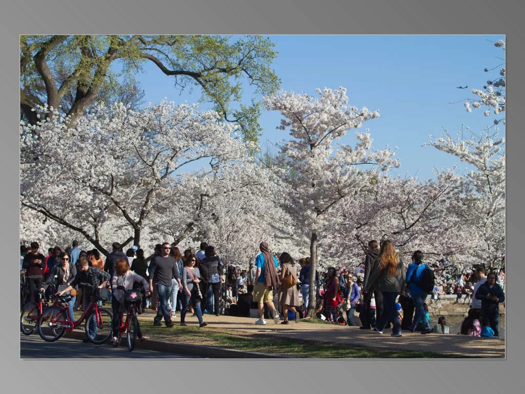 Cherry Blossoms 2015_Page_06.jpg