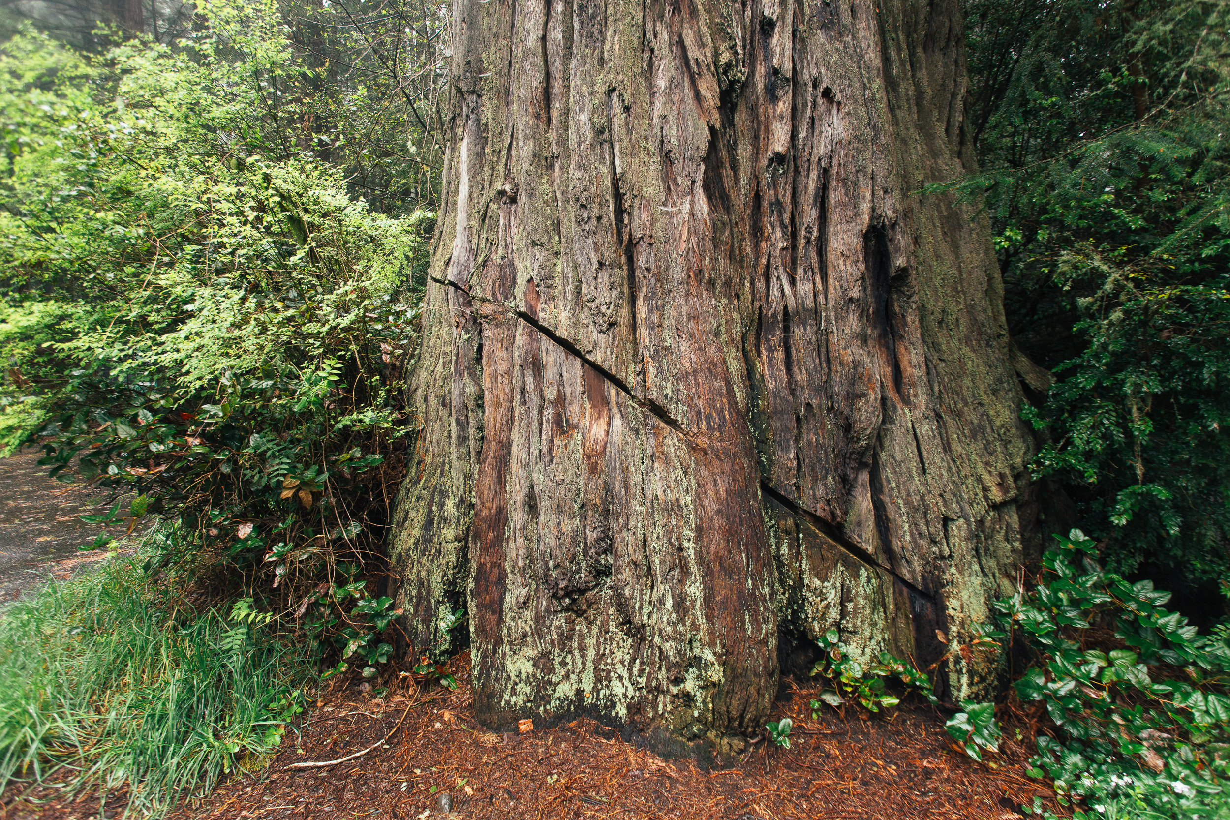 Tree Of Life Wooden Wood Grinder 3” – Botanica San Miguel LJ LLC