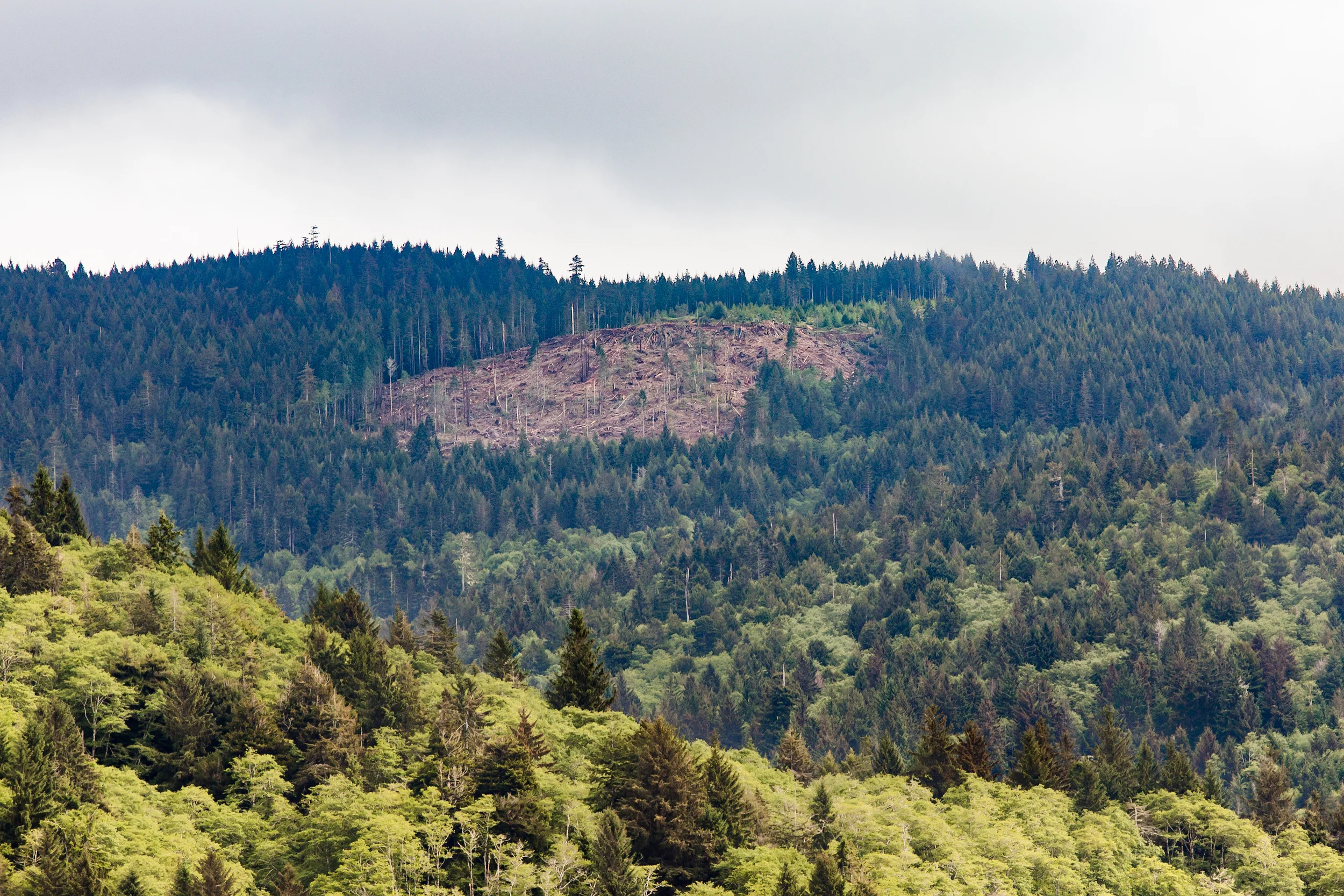 Clearcut, Trinidad, California.