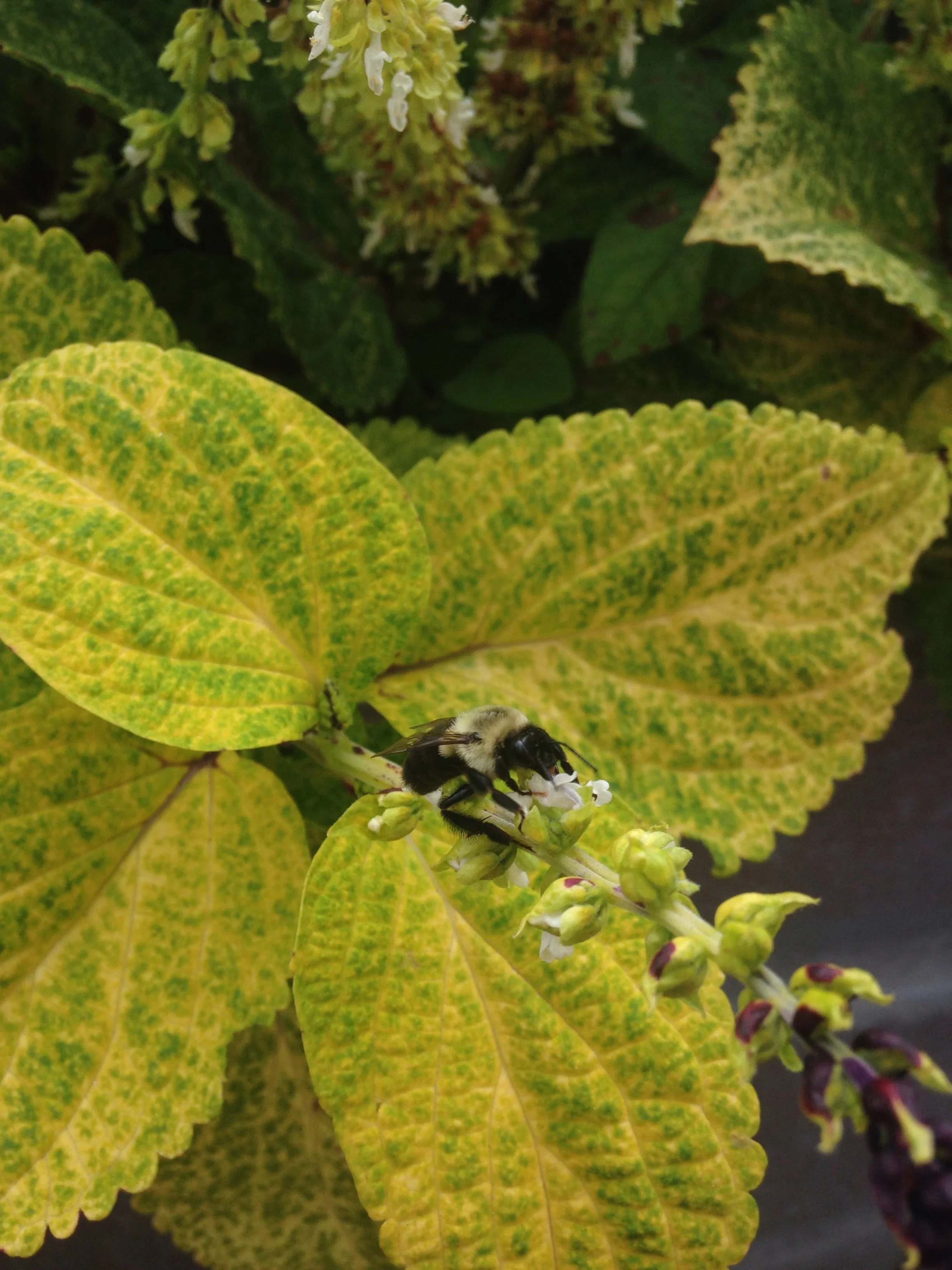 Learning to See Polinnation Instead of Stingers