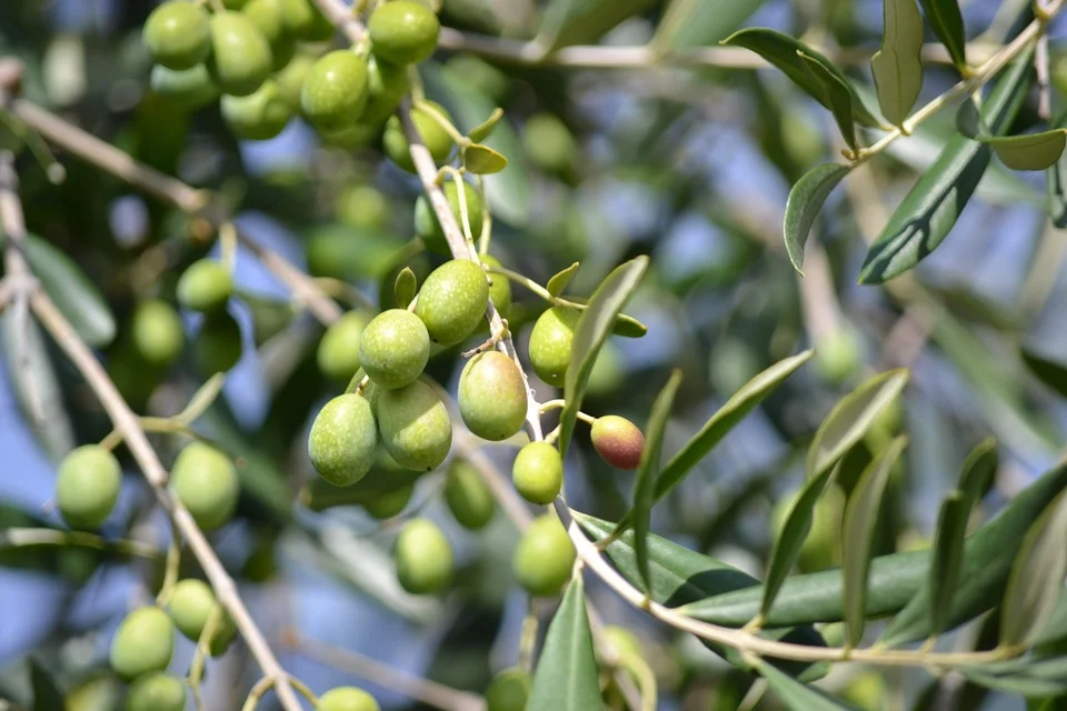 Olives, Tasting, and Learning to See