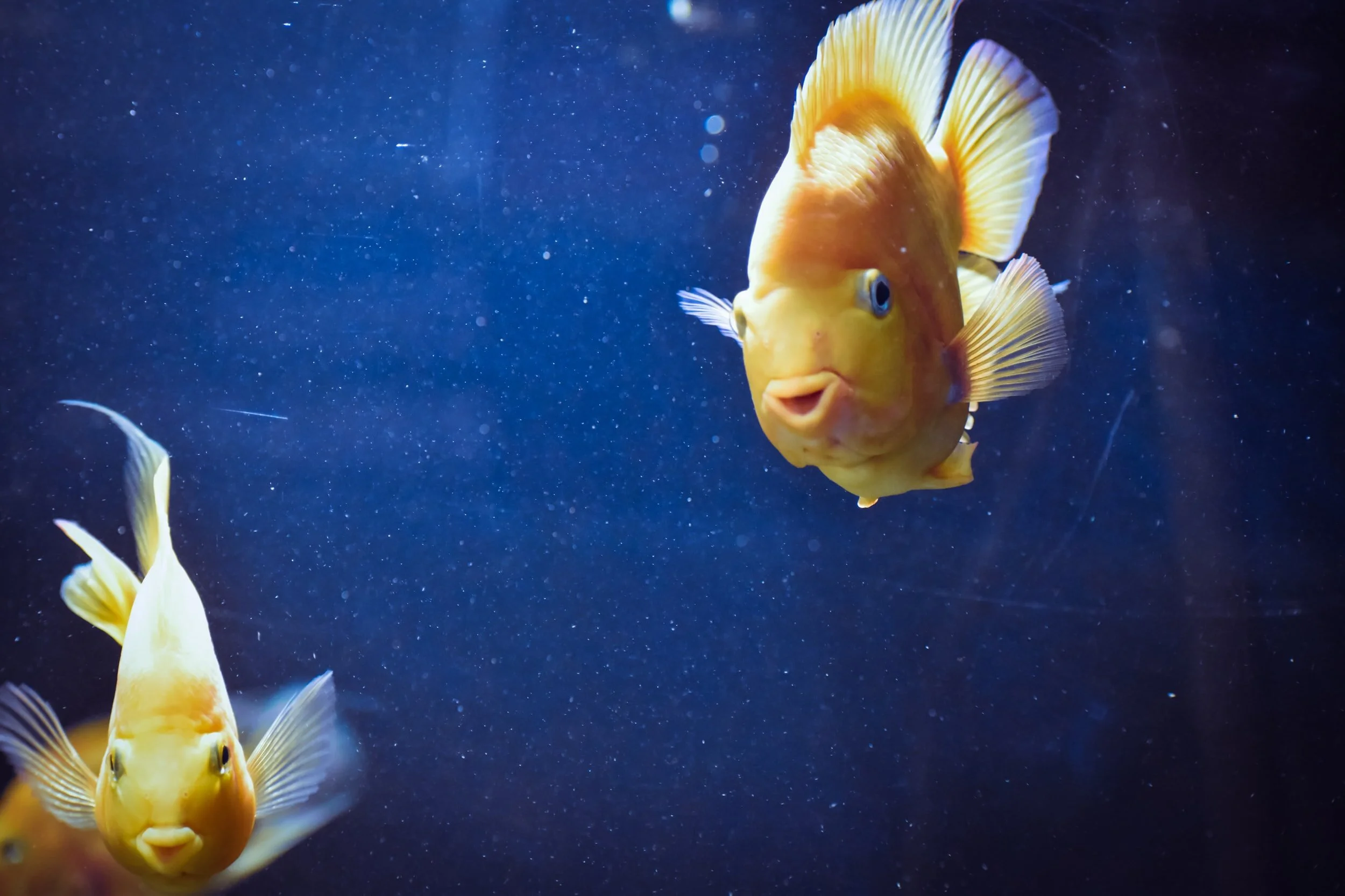 You could be that fish