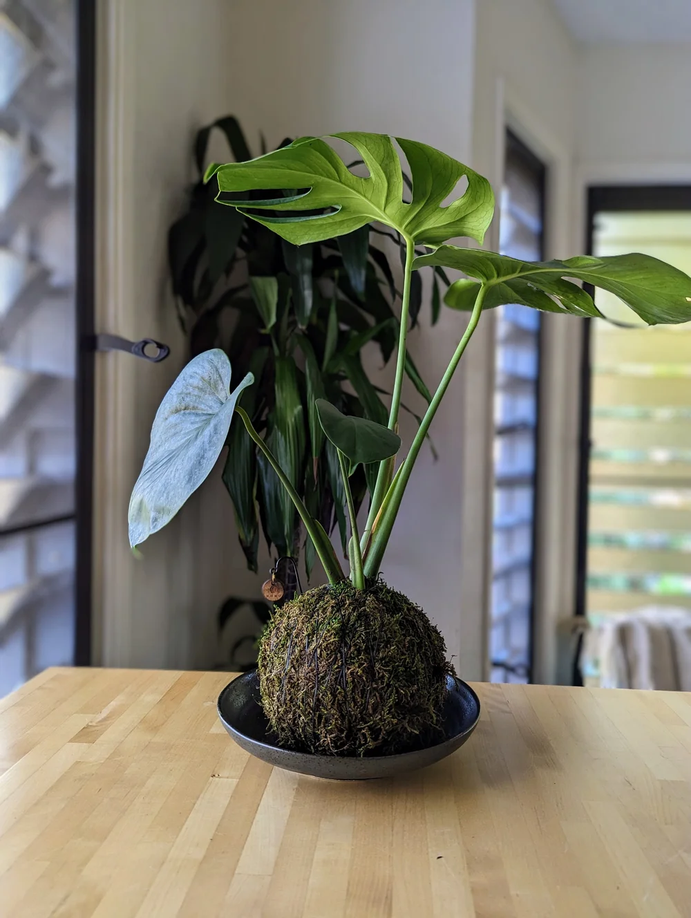 Momo Terrascapes | Monstera Kokedama