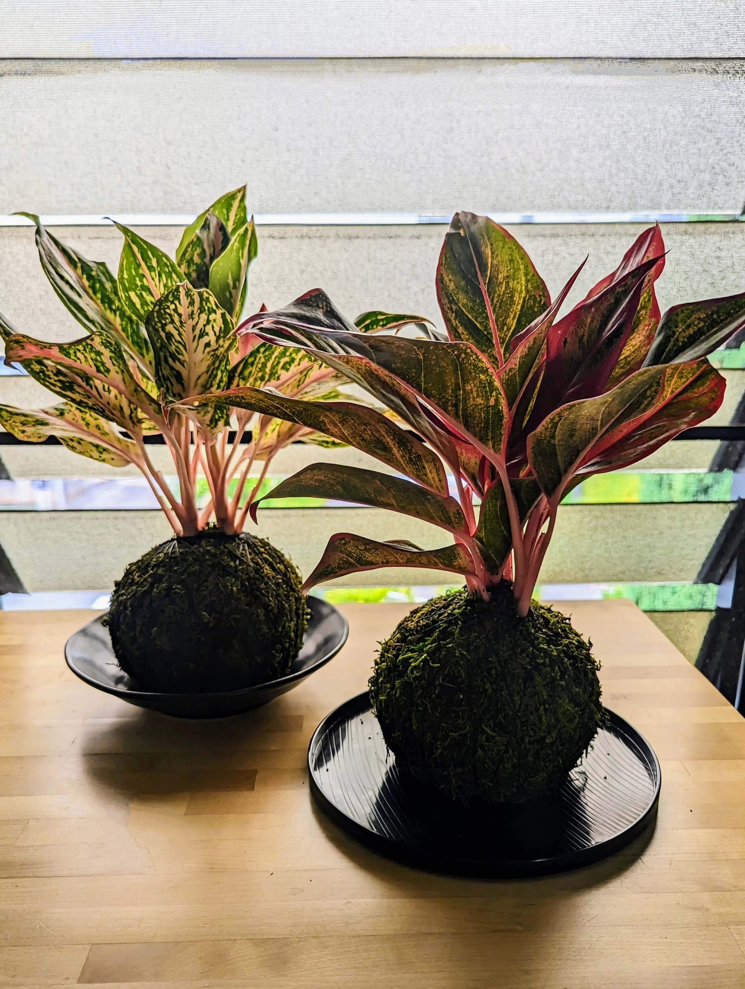 Aglaonema.jpg