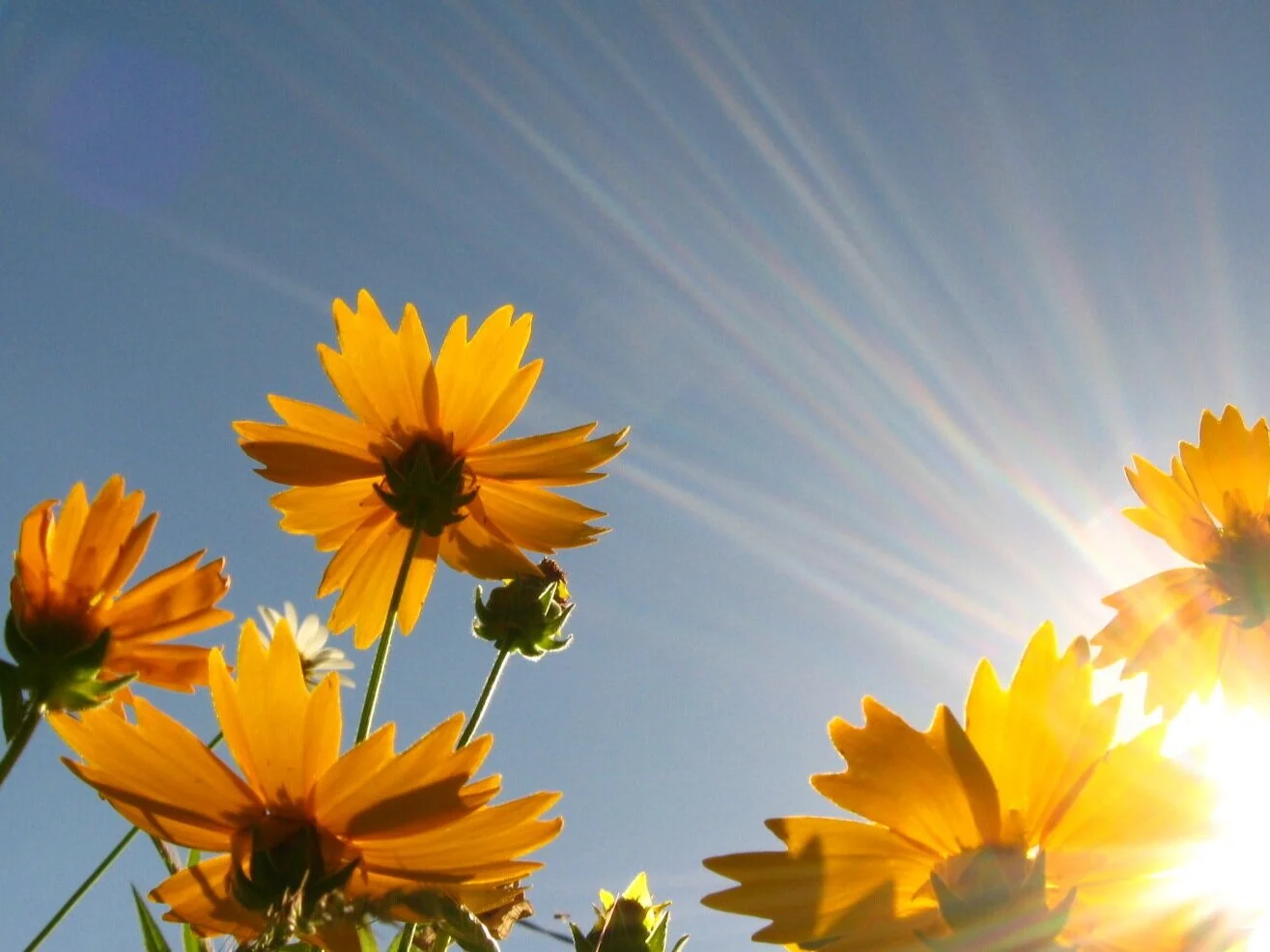 Virtual Sunshine Foundation Event 2020