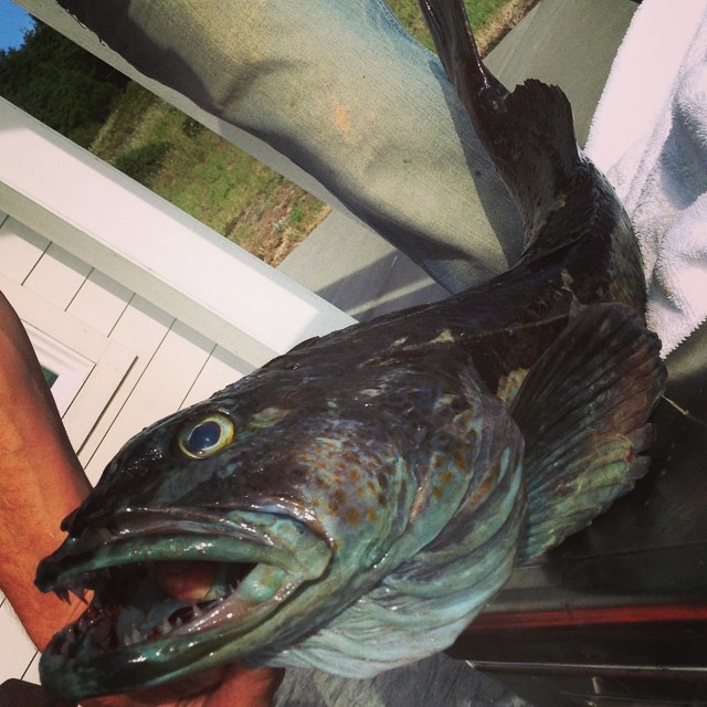 That is one ugly little creature but it made a tasty dinner! #lingcod