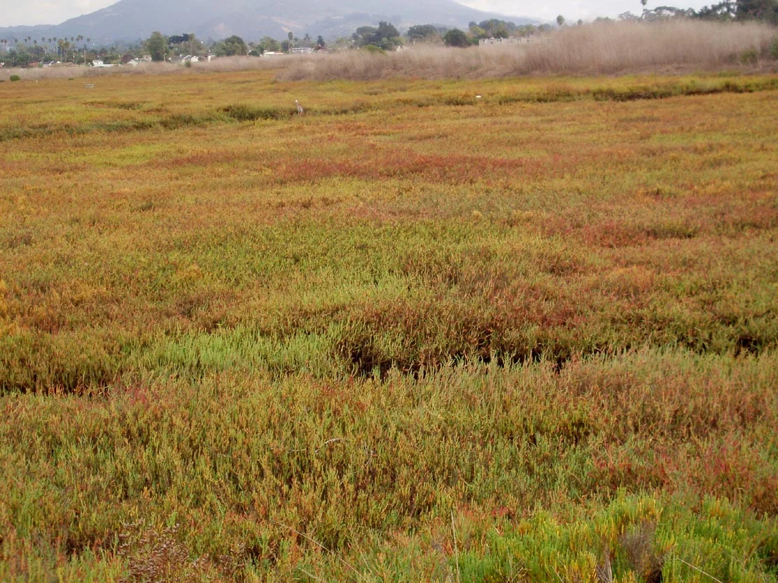 4 - 119 carp marsh.jpg