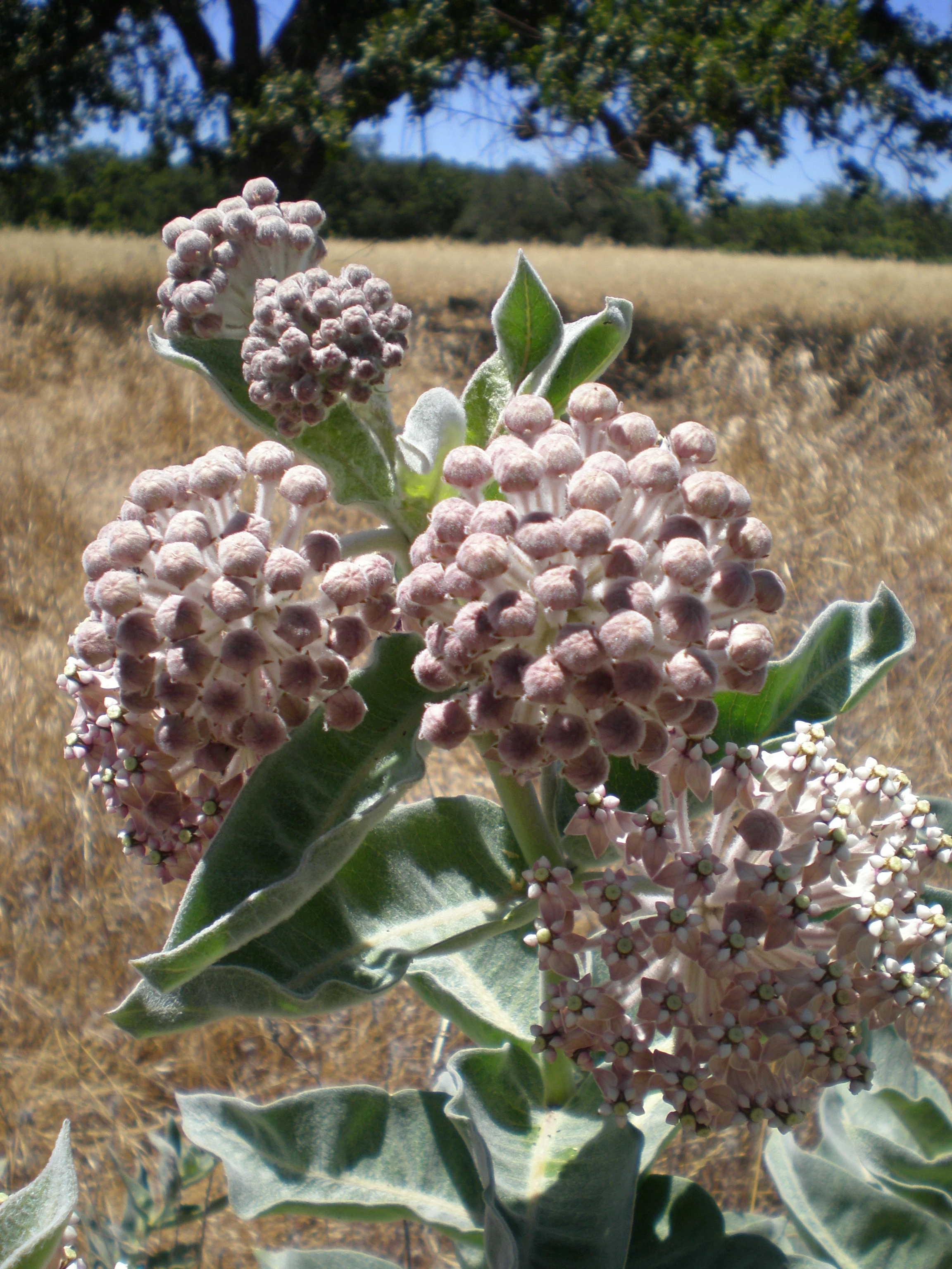 Asclepias eriocarpa