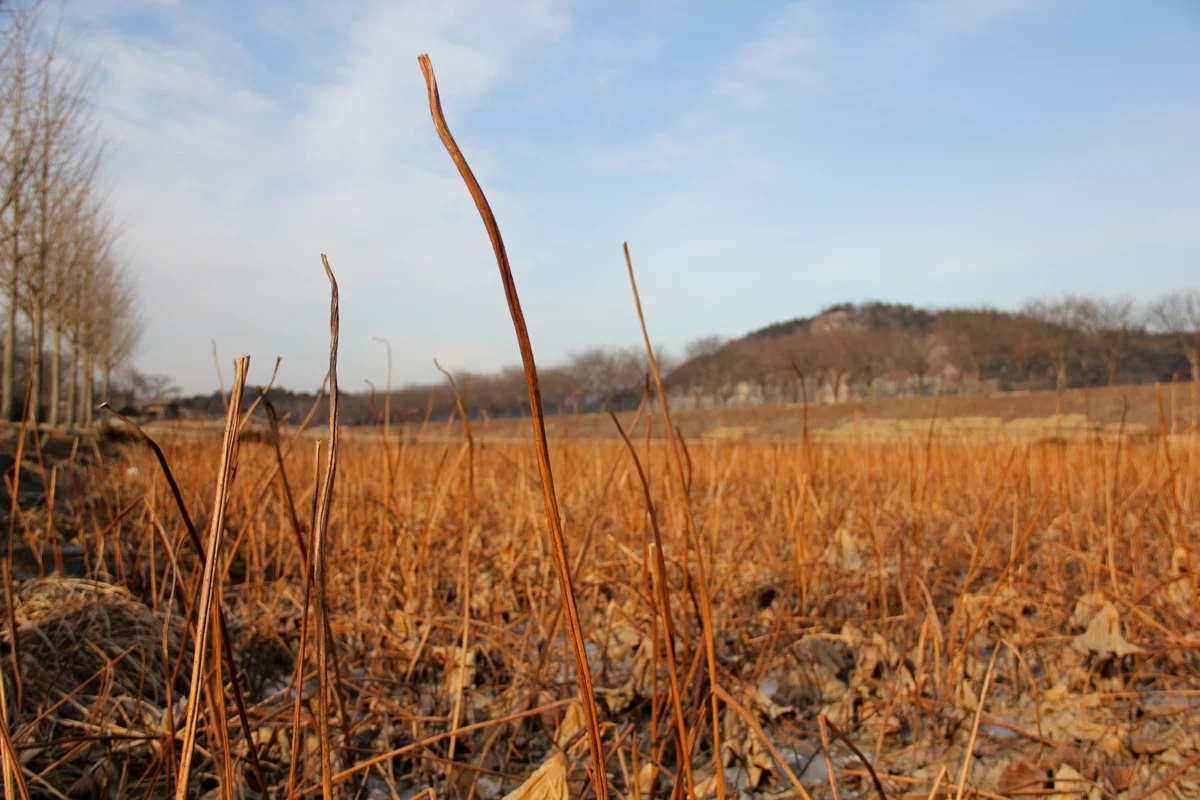 Hahoe Village Field